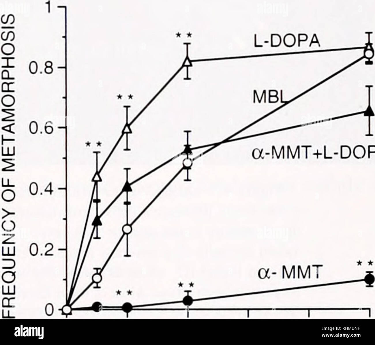 . Die biologische Bulletin. Biologie; Zoologie; Biologie; Meeresbiologie. 0,2 - 0,1 - MBL-a-MMT a-MMT L-DOPA+L-DOPA Abbildung 2. Inhalt von Dopamin (A) und (B) am norepinephnne 9d postfertilization in Larven von phestilla Indica nach Behandlung mit 1 mA/a-methyl-DL-m-Tyrosin (a-MMT), 1 mM a-MMT plus 1 (T5M L-DOPA. 105 M L-DOPA, oder MBL künstlichem Meerwasser. Jede Spalte repräsentiert den Mittelwert ± 1 SEM) von 5 Studien replizieren. tiffed als Dopamin Metabolit dihydroxyphenylacetic Säure (Dopac) Auf der Grundlage ihrer Co-elution mit authentischen DOPAC über eine Reihe von mobilen Phase pH und Acetonitril Stockfoto