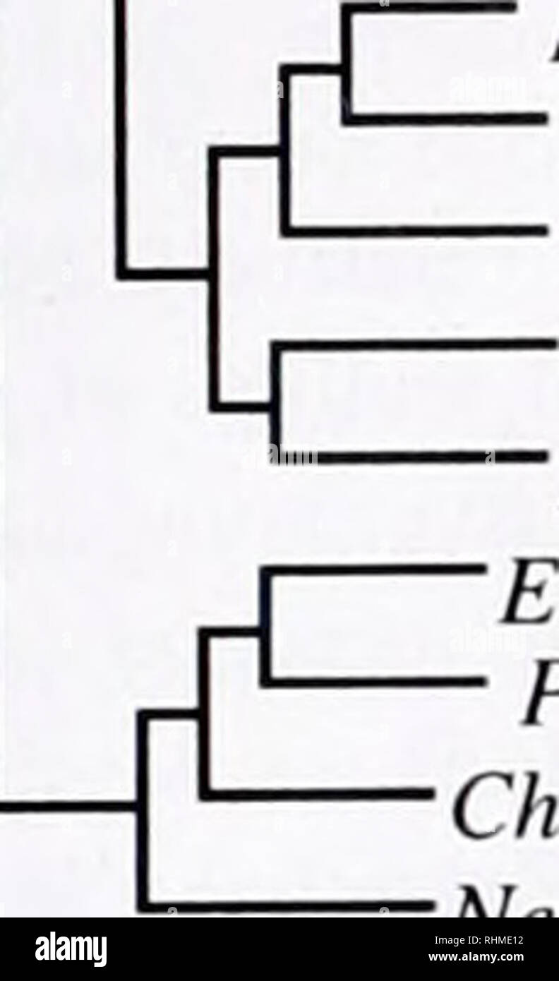 . Die biologische Bulletin. Biologie; Zoologie; Biologie; Meeresbiologie. 386 C.G. CLARK "Homo Sapiens" Drosophila melanogaster • Schizosaccharomyces pombe Saccharomyces cerevisiae j-Arabidopsis thaliana-Cucurbita sp. Dictyostelium discoideum Euglena aus dem Namen Trypanosoma brucei Plasmodium falciparum Eukaryonten mit Mitochondrien Trichomonas vaginalis Entamoeba histolytica Giardia-lamblia-1 Amitochondriate J Eukaryonten | - ehrlichiose Ehrlichia chaffeensis' sp. Rickettsien tsutsugamushi. Holospora obtiisa Rhizobium meliloti Bartonella bacilliformis Bradyrhizobium japonicum Caulobacter crescen Stockfoto