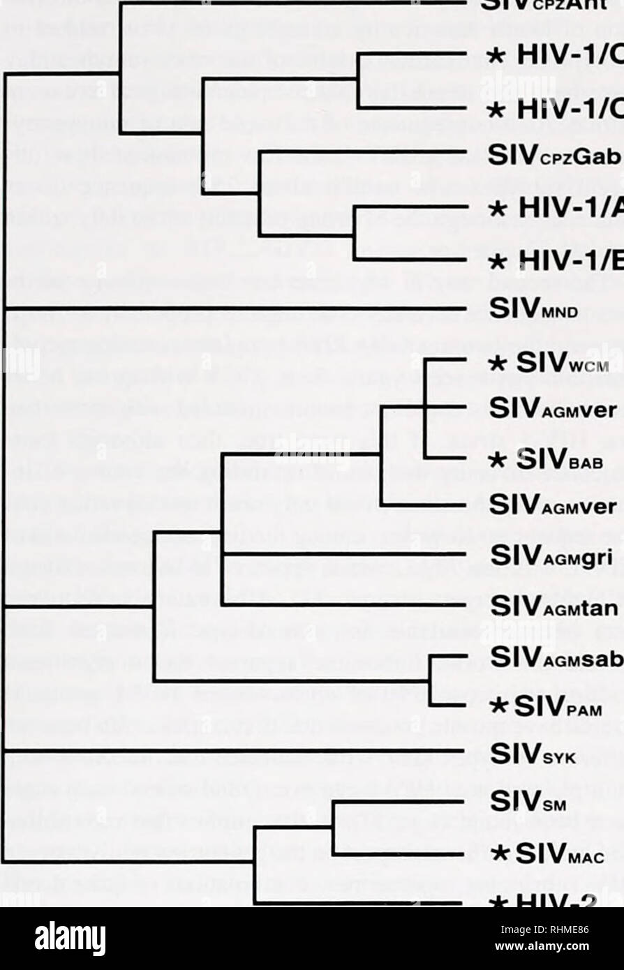 . Die biologische Bulletin. Biologie; Zoologie; Biologie; Meeresbiologie. EVOLUTION: Die molekulare Sicht 339 SIVcpzAnt * HIV-1/O * HIV-1/A SIVcpzGab * HIV-1/A* HIV-1/B SIVMND. * SIVMAC * HIV-2 Abbildung 1. Schematische Darstellung der Zusammenfassung der phylogenetischen Beziehungen unter den Primaten Lentiviren. Das Simian Immunodeficiency Virus (SIV) haben eine Determinante bezeichnet die Tierart, von der sie isoliert wurden: Diese sind Schimpansen (CPZl. mandnll (MND). white-gekrönten mangabey (WCM), afrikanischen grünen Affen (AGM), Pavian (BABt. husarenaffe (PAM). Sykes' Monkey (syk), rußigen mangabey (SM). und Makaken (MA Stockfoto
