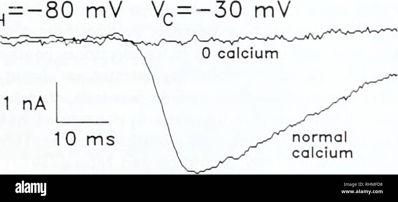 . Die biologische Bulletin. Biologie; Zoologie; Biologie; Meeresbiologie. Dissoziierte MUSKELFASERN von APLYSIA 281 VH=-80 mV. 1 nA 10 ms normal Kalzium Membrane Potential (mV)-T1nA. Bitte beachten Sie, dass diese Bilder sind von der gescannten Seite Bilder, die digital für die Lesbarkeit verbessert haben mögen - Färbung und Aussehen dieser Abbildungen können nicht perfekt dem Original ähneln. extrahiert. Marine Biologische Laboratorium (Woods Hole, Massachusetts); Marine Biologische Laboratorium (Woods Hole, Massachusetts). Jahresbericht 1907/1908-1962; Lillie, Frank Rattray, 1870-1947; Moore, Carl Richard, 1892 -; Redfie Stockfoto