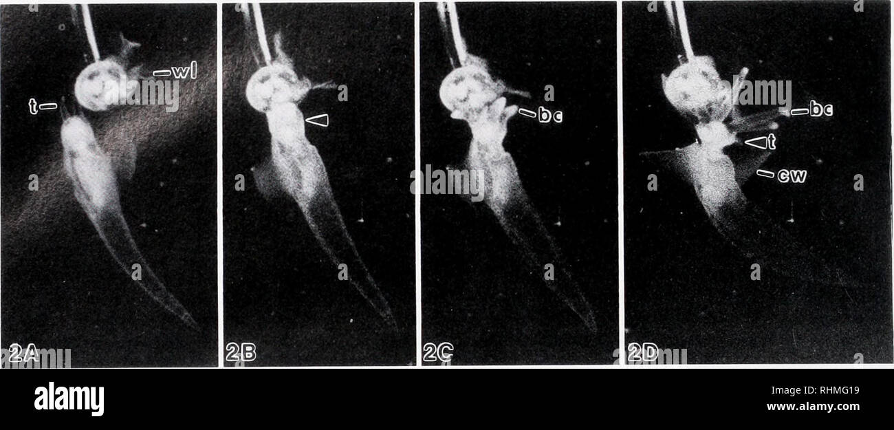 . Die biologische Bulletin. Biologie; Zoologie; Biologie; Meeresbiologie. C.O. HERMANS UND R. A. SATTERLIE. Abbildung 2. Vertreter von Kinofilmen Serie von 100 Bildern/s zeigt die Modemfunktion Clione limacina zu einem. cw-Flügel von Clione. WL-Flügel der Limacina angeboten wird.-bukkale Kegel, T-anterior Tentakeln der Clione. (A) Räuber und Beute 200ms (20 Bilder) vor dem ersten Zeichen der Reaktion zu kontaktieren. (B) Erstes Zeichen der Reaktion zu kontaktieren. Beachten Sie die leichte Beule am Kopf der Clione (Pfeil). (C) neben Frame (10 ms) nach (B), die bukkale Kegel explodierende von Wange Beutel und Umformen Stockfoto