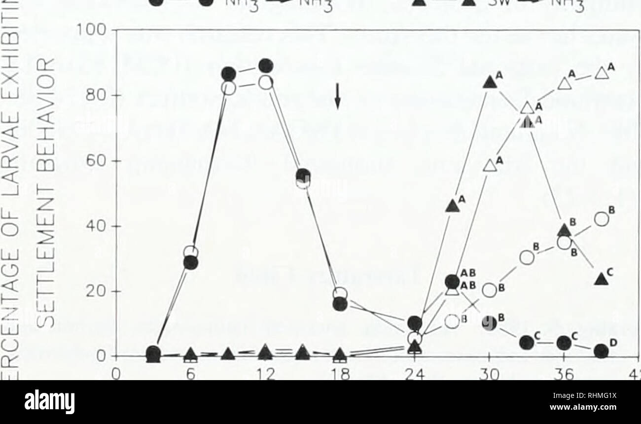 . Die biologische Bulletin. Biologie; Zoologie; Biologie; Meeresbiologie. D TIME (min) Abbildung 4. Prozentsätze der Ciuwnlmi xixax Larven, die Settle-ment Verhalten als Funktion der Länge von der Dauer der Exposition gegenüber NH, oder L-DOPA in Anwesenheit von sulpiride. Sulpiride ist ein Dopa-minergic-Rezeptor-Antagonist. (A) Wirkung der sulpiride auf die Fähigkeit von L-DOPA Siedlung Verhalten zu veranlassen. (B) Auswirkungen der sulpiride auf die Fähigkeit der NH, Siedlung Verhalten zu veranlassen. Larven wurden in sulpiride inkubiert (100. M) oder Seewasser für 12 Min. Dann L-DOPA (100 nI). NH4 C 1 (10 m). sulpinde Stockfoto