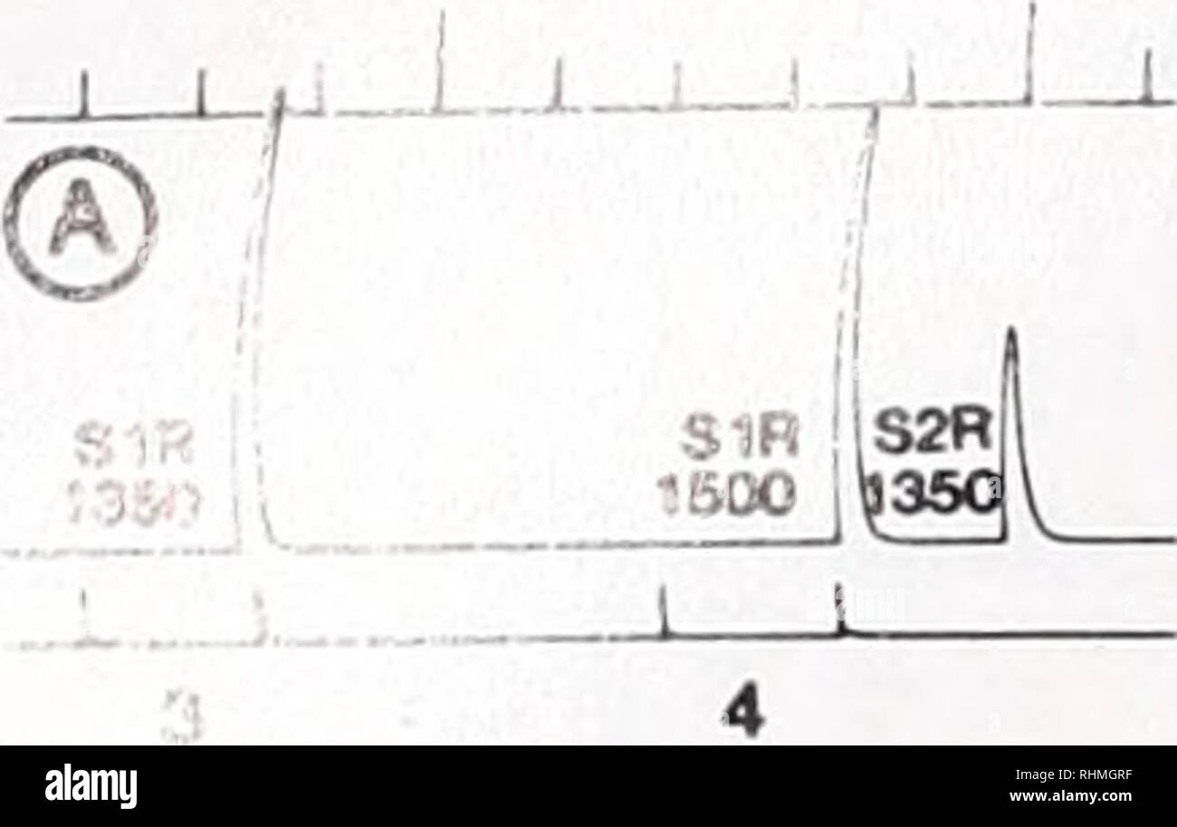 . Die biologische Bulletin. Biologie; Zoologie; Biologie; Meeresbiologie. 186 J. BUCK UND J. F. FALL. 29 30 L S2R 900 S2 B850 5 S S 2 R750 S2R800S 1 R1560 J L J L J L 10 11 J L J L 12 31 32 33 34 35 36 SIR 1450 J L 13 S 1 R I SIR SK 1300 14 OO SK SP S1R, S1R S1R S2R | [I 900 | 960 | l 850 £ O S2R 850 {11 11 11 11 11 11 11 II 1 I 20 21 22 23 24 25 26 27 28 © I | J SK SIR I S 1 R S 1 R I S1R S1R SIR SIR SK 1050{1300 1200 1160 1260 1250 1200 11 11 11 11 11 II I 1 1 37 S1R | 3,8 l 4.1 SP | SP I (SIR) A IV "oo ICH SP 1 1 38 SIR 850 SIR 960 SIR 1100 SIR 1100 S1R 950 J L J L J L J Stockfoto