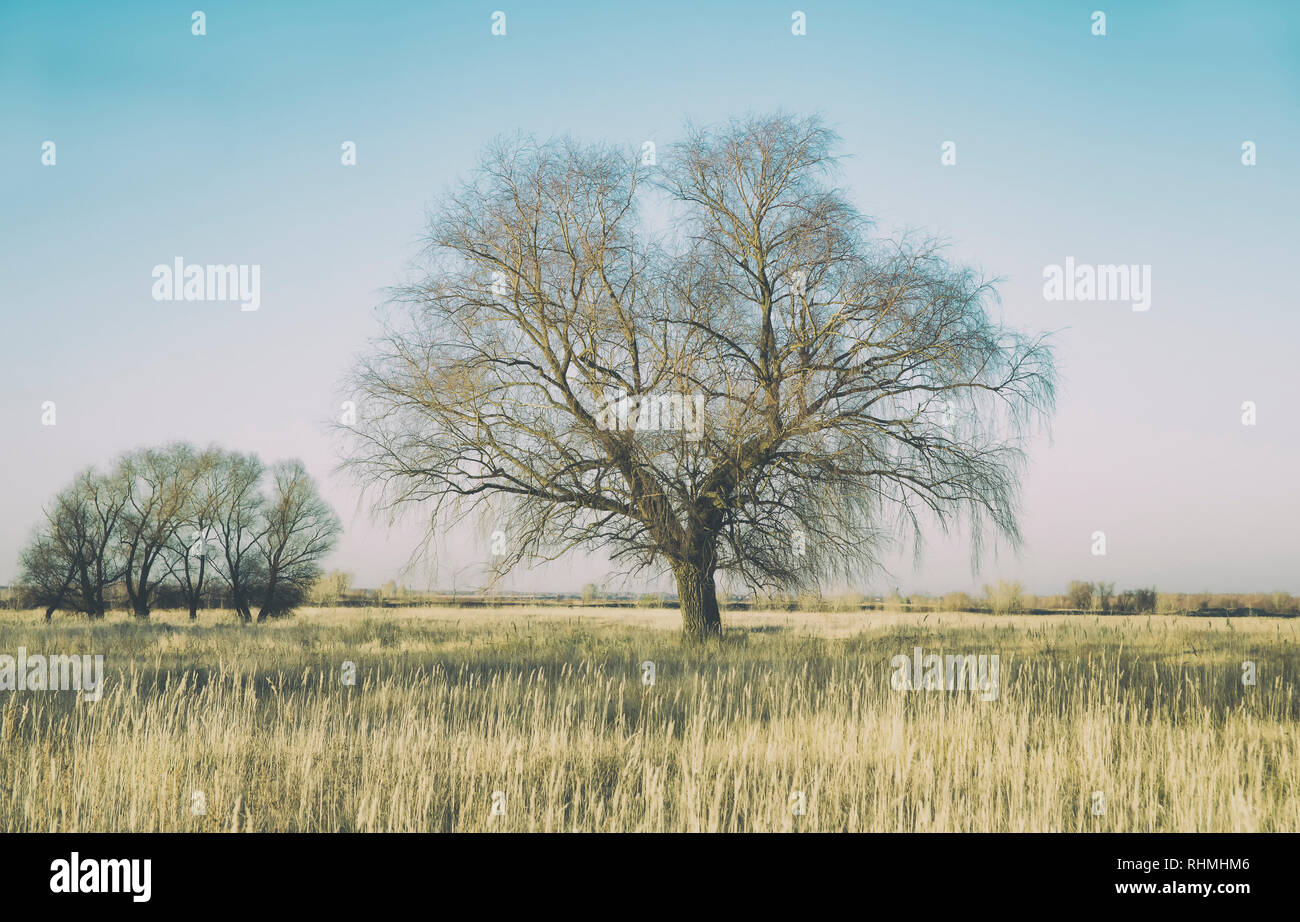 Abend Herbst Landschaft - alte große Weiden in der Mitte der Rasenfläche. Dim stumpf Bild Farbe als Hintergrund verwenden Stockfoto