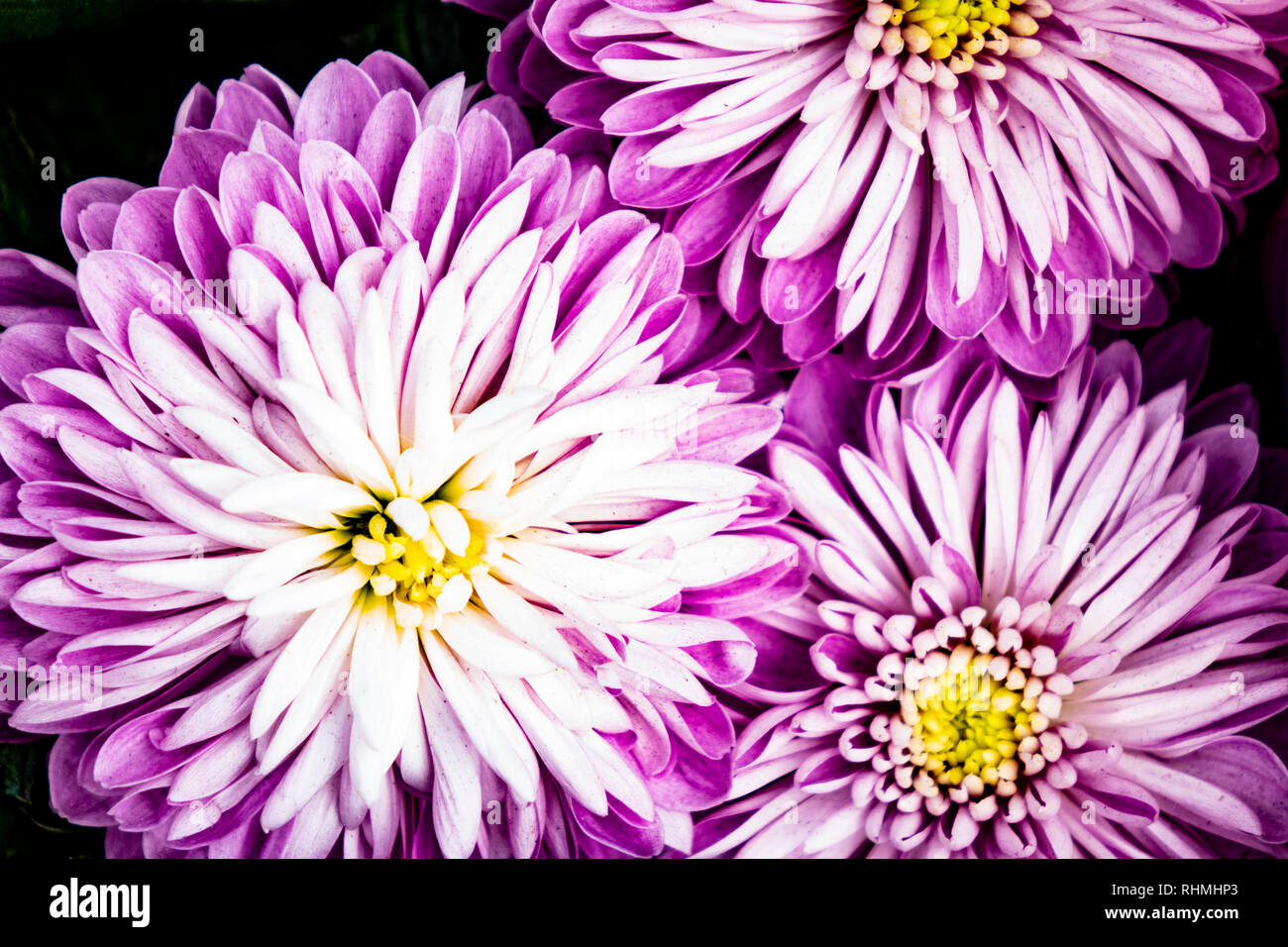 100 Stück Lila Chrysanthemen Samen - Einfach Anzubauen, Für Garten & Balkon