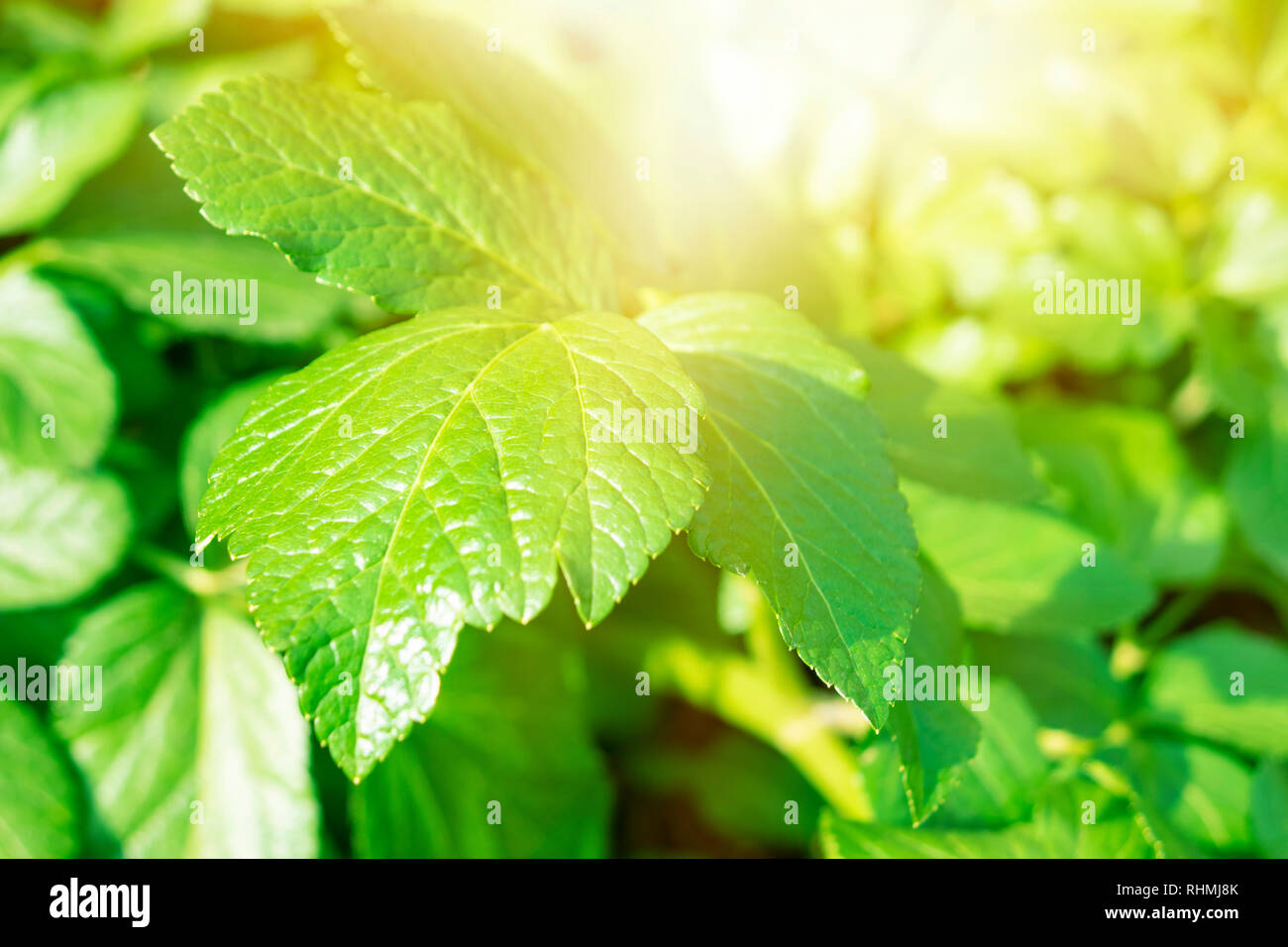 Nahaufnahme natur Blick auf grünes Blatt auf verschwommenes grün Hintergrund im Garten mit Kopie Raum mittels als Hintergrund für die natürlichen, grünen Pflanzen, Landschaft, Ökologie Stockfoto