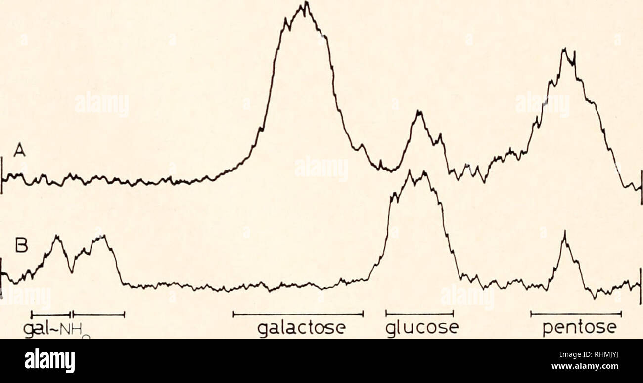 . Die biologische Bulletin. Biologie; Zoologie; Biologie; Meeresbiologie. 340 graben, graben, und MUSCATINE Analyse der Hydrolysate von Schleim abgesondert von tridachia durch Papier, das sich Dünnschichtchromatografie cbromatog und GLC zeigte Glucose, Galactose, Glucosamin, galactosamine und einer nicht identifizierten pentose präsent zu sein, während die Hydrolysate von Schleim abgesondert von Tri-daclnclla Glucose, Galactose, mögliche Spuren von Glucosamin und ein un-identifiziert pentose wie von papierchromatographie erkannt. Alkalische Hydrolyse von Schleim aus Tridachia und Tridachiclla erbrachte eine Reihe von ninhydrin positive Verbindungen. Obwohl keine o Stockfoto