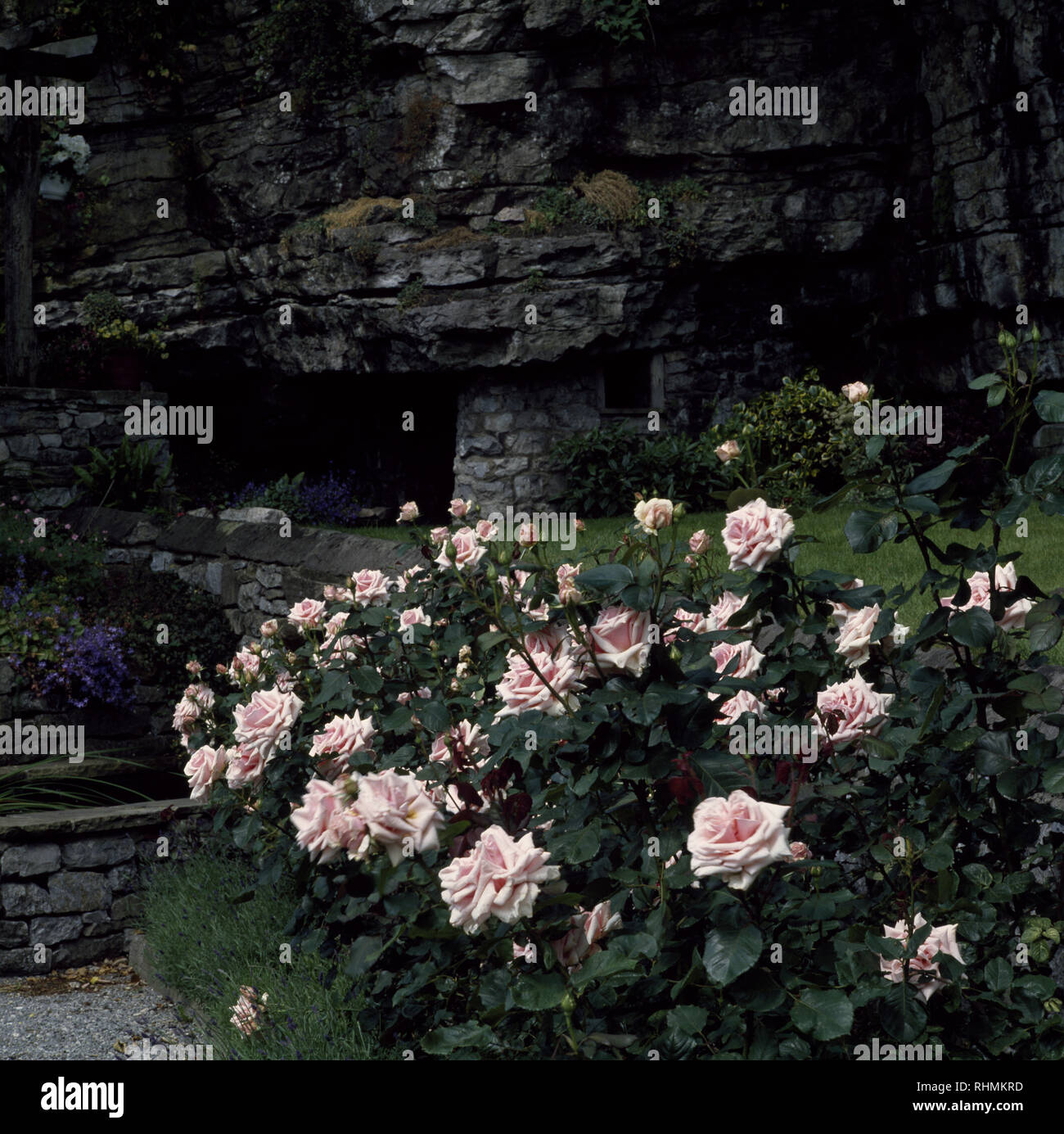 Rosa Rosen vor der rauen Steinmauer Stockfoto
