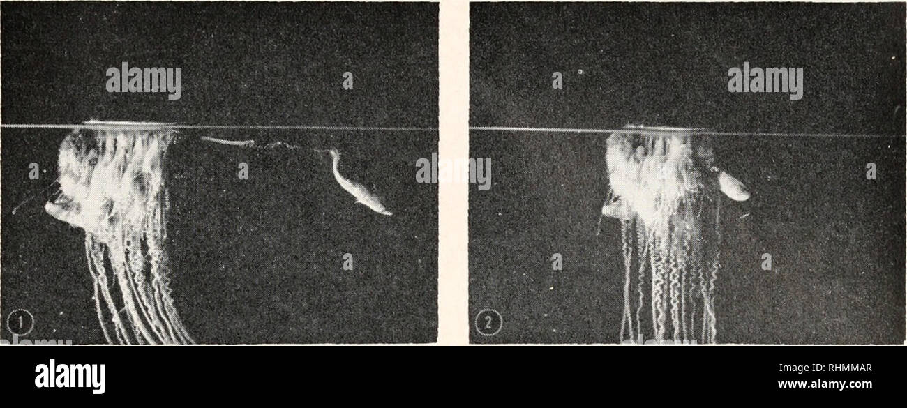 . Die biologische Bulletin. Biologie; Zoologie; Biologie