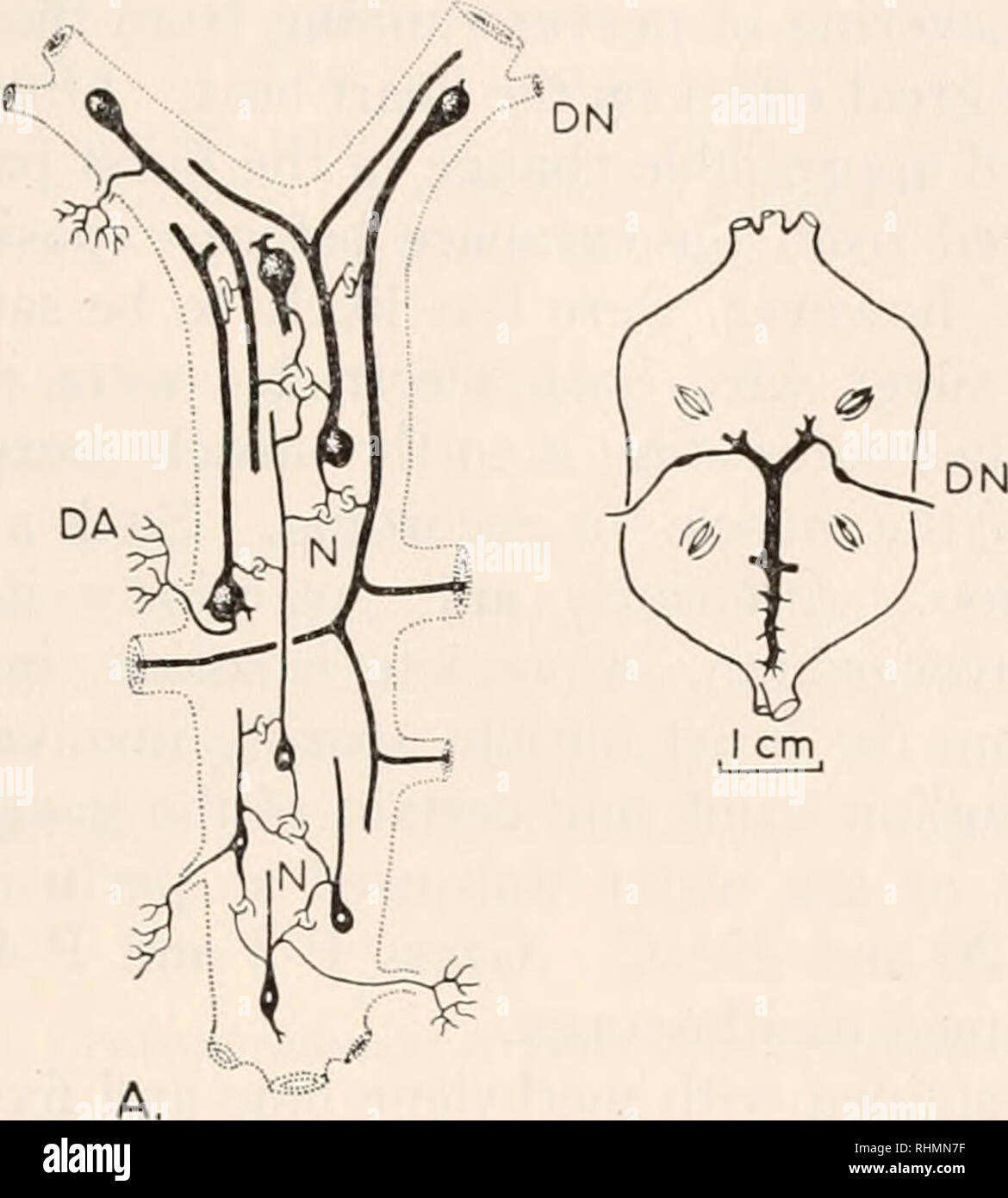 Neuro integration Fotos und Bildmaterial in hoher Auflösung Alamy
