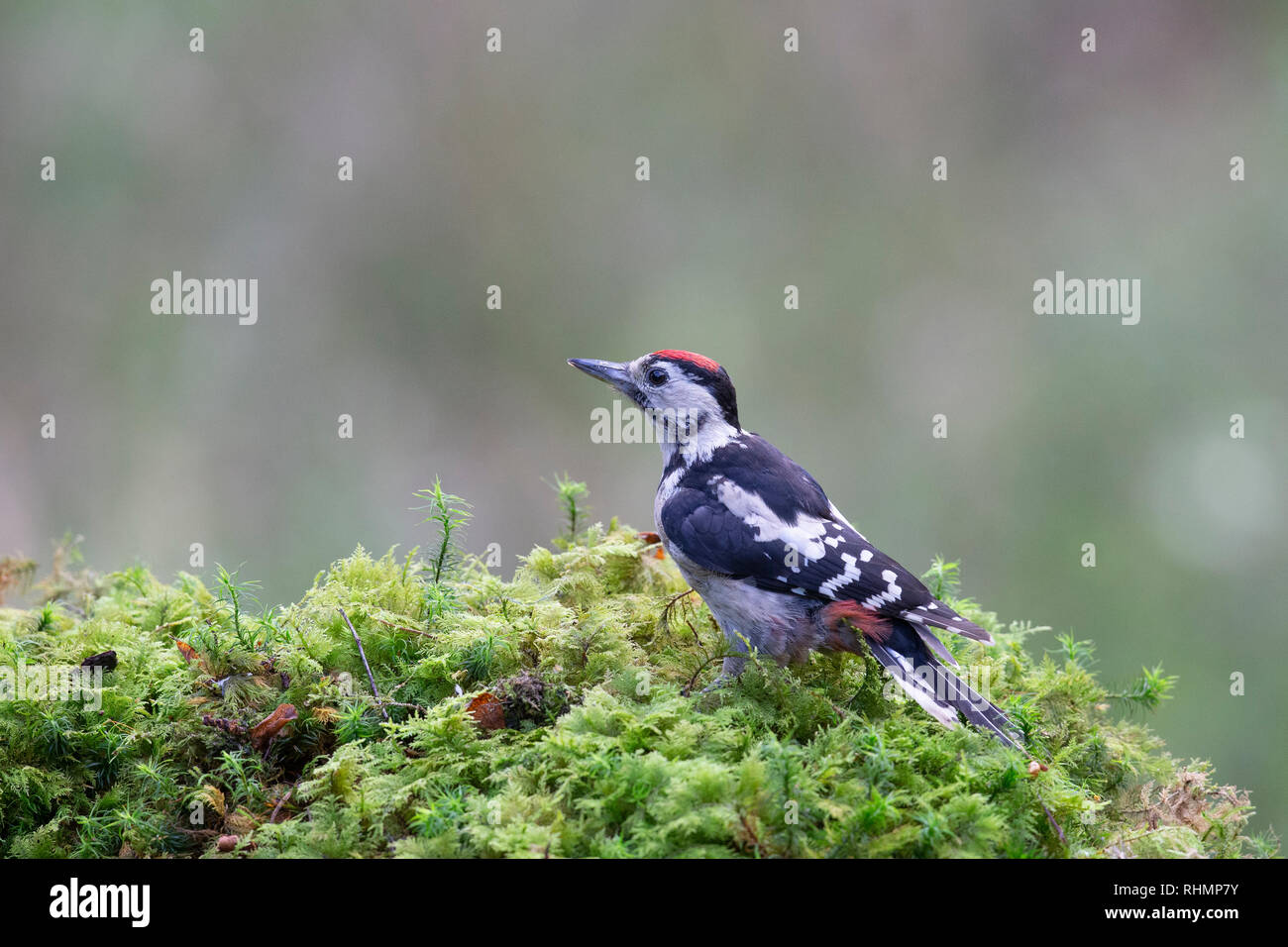 Buntspecht Dendracopos major Stockfoto