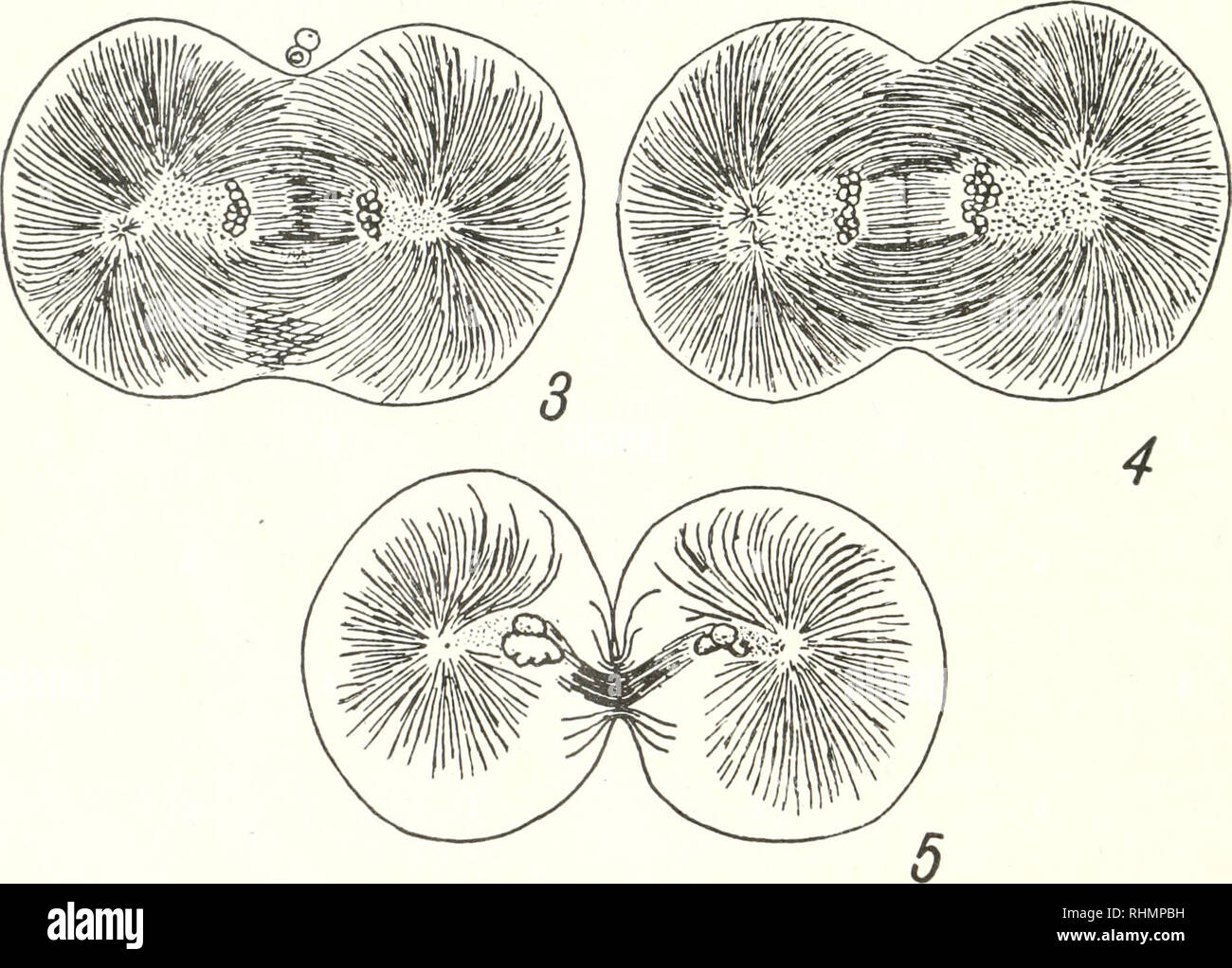 . Die biologische Bulletin. Biologie; Zoologie; Biologie; Meeresbiologie. FIGURK 1. Aufteilung der Eier von Cerebratulus luctcus. Die Vervielfältigung von yatsu's Text Abbildung C. Legenden aus yatsu. "Fünf Phasen der ersten Spaltung, X400. 1. Anaphase der ersten Spaltung der Mitose. Überschreiten der Strahlen und die Position der Spindel. Unterschied in der Entfernung zwischen zwei ccntrioles an beiden Enden 2. Der telophase der ersten Spaltung der Mitose. Das Centro - einige Lias vergrößert und nach unten gebogen worden. Die Kreuzung von Strahlen hat begonnen, sich zu lösen. Ein schwaches Indiz für Brunnen Abbildung ist am Pol Regionen gesehen. 3. Stockfoto