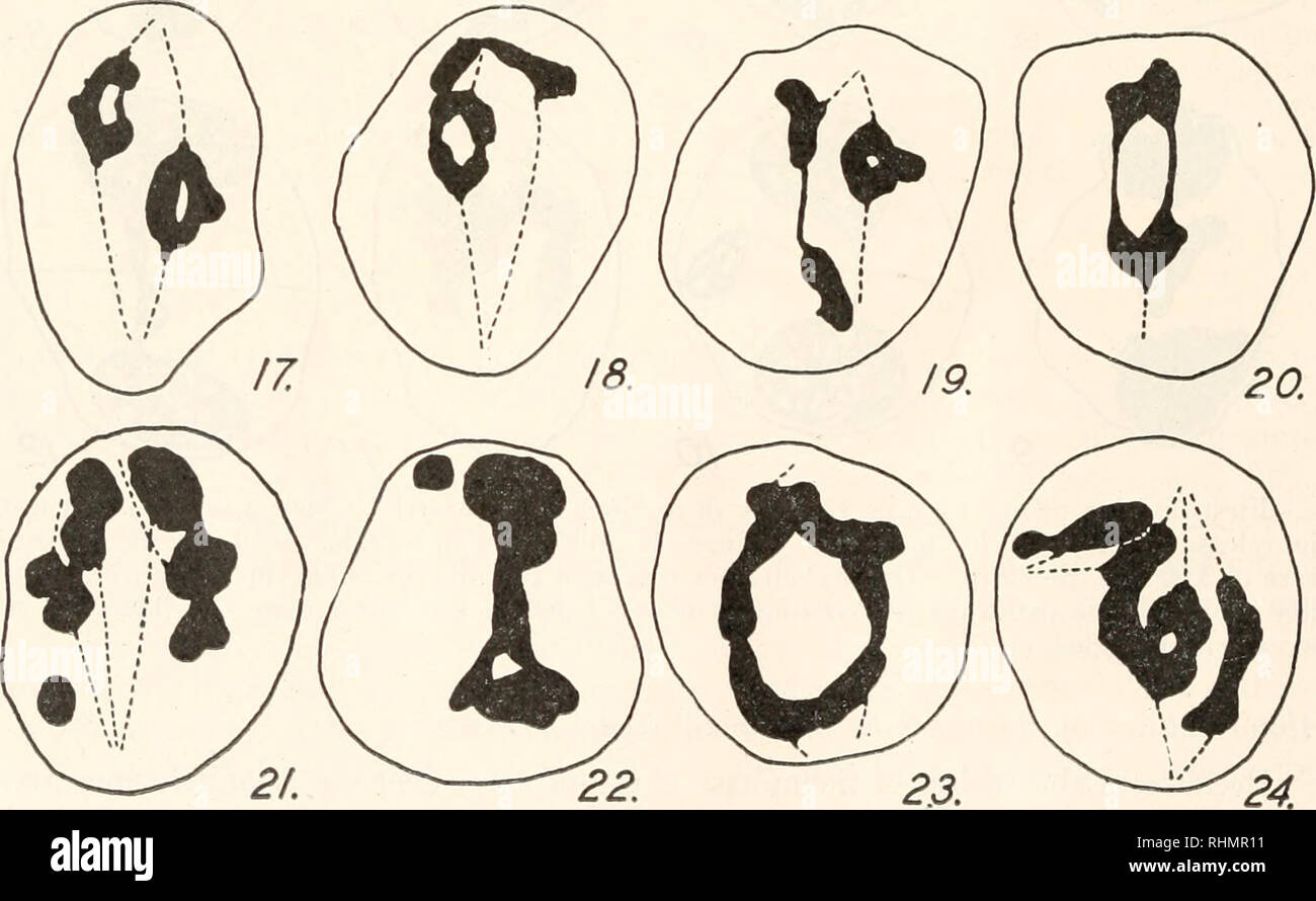 . Die biologische Bulletin. Biologie; Zoologie; Biologie; Meeresbiologie. Zweite Abteilung Zellen. Abbildung 13 wird von Material nur nach der Veröffentlichung von 3.000 lbs./in. 2 Druck fixiert; Abbildung 14, nach 4.000 Ibs. Druck; und Abbildung 15, nach 6.000 Ibs. Druck. Abbildung 16 ist von Recovery Material, Feste 30 Minuten nach der Veröffentlichung von 10.000 Ibs. Druck. Die gestrichelten Linien zeigen die Traktion Fasern außer in die obere Zelle der Abbildung 15, in der sie die Wege der "kontinuierliche Fasern zeigen." Nicht alle sichtbaren Chromatiden wurden notwendigerweise enthalten.. Die Zahlen 17 und 24 sind alle aus der ersten Div Stockfoto