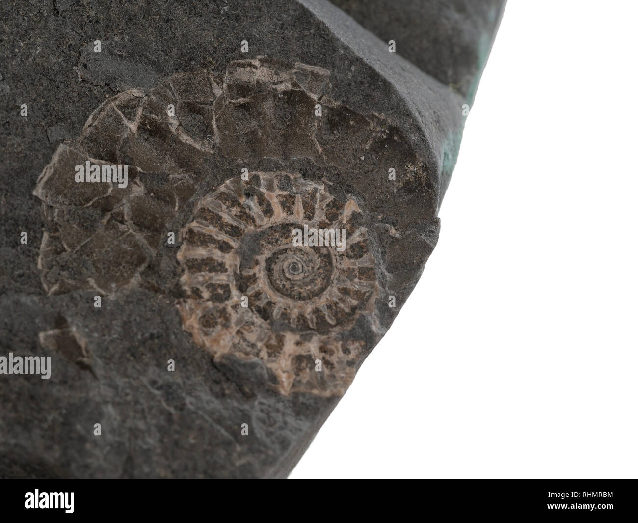 Nahaufnahme der kleine Ammoniten prähistorische Fossil auf Stein. Auf Jurassic Coast gefunden, in der Nähe von Lyme Bay, Großbritannien. Archäologie, Paläontologie, auf weissem isoliert. Stockfoto