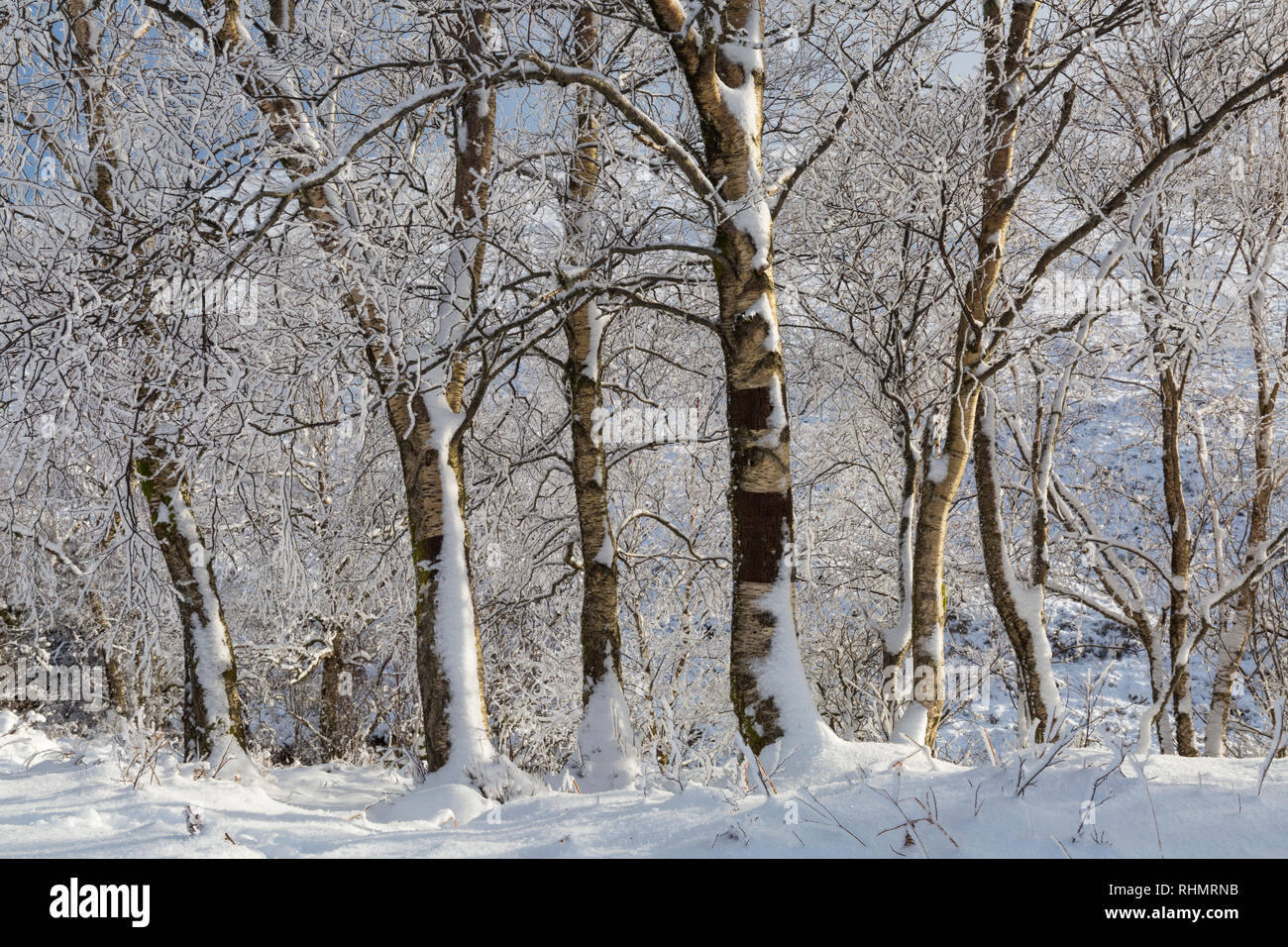 Schneebedeckten Baumstämmen entlang der Lange Straße durch Coupall fällt zu Glen Etive auf Rannoch Moor, Highlands, Schottland im Winter Stockfoto