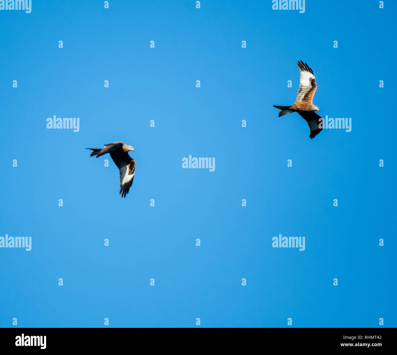 Paar rote Drachen in blauer Himmel fliegen über Lesen Stockfoto