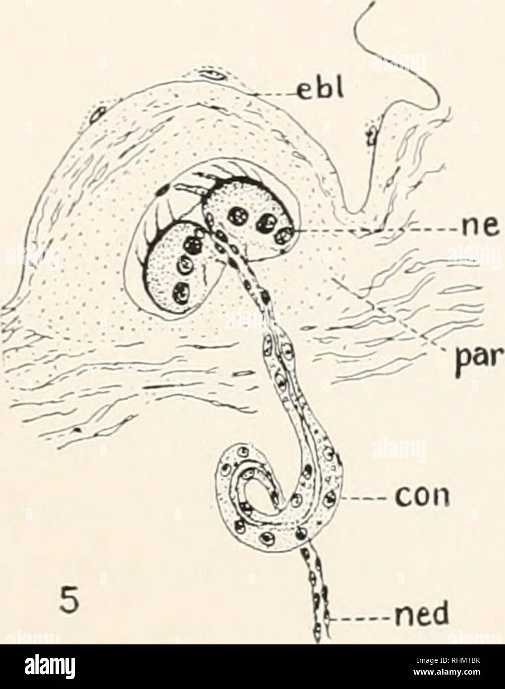 . Die biologische Bulletin. Biologie; Zoologie; Biologie; Meeresbiologie. Arten von NEPHRIDIA IN NEMERTEANS 205 die Anzahl der unabhängigen nephridia ist sehr groß, mehr als 300 auf jeder Seite des Körpers in einem Erwachsenen Wurm messen einen Meter oder mehr in der Länge gefunden wird. Alle von ihnen sind in der vorderen Hälfte des Körpers gefunden. Die anterioren, grenze das Blut Lakunen anterior nach dem Mund, der andere liegt neben der seitliche Lücke? In der Region des Vorderdarms und Verlängerung der Posterior jenseits der anterioren Grenzen der Keimdrüsen. Obwohl die nephridia sind nicht auf beiden Seiten gekoppelt Stockfoto