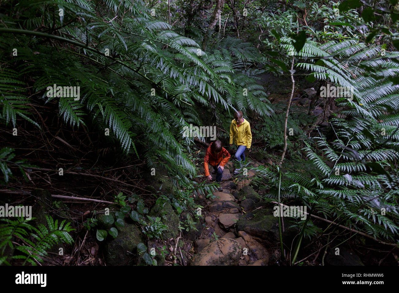 Mutter und Kind Wandern im Regenwald, Ishigaki, Japan, Okinawa Inseln Stockfoto