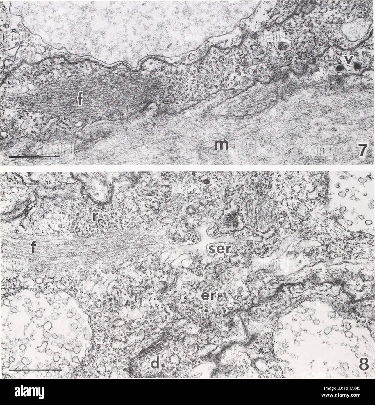 . Die biologische Bulletin. Biologie; Zoologie; Biologie; Meeresbiologie. 478 E. UND J. C. SCEMES McNAMARA -^ £?&lt; fft?-{-. v*': &Amp; M&amp; fcW 4 £ K?i-o-c^^^ g^^ t/'/' "'!® Bl ^^ SfeteA %. Abbildung 7. Endodermalen myoepithelial cells Übersicht myofilaments (f), Bläschen (v) und der Filamentösen mesoglea (m). Maßstab = 1:00 Uhr. Abbildung 8. Endoderma! Myoepithelial Zelle zeigen umfangreiche myofilament Bundles (f) Bereiche der rauhen (er) und Glatt (Ser) endoplasmatischen Reticulum, Ribosomen (r) und einem Golgi body (d). Maßstab = 1 Nm. Abbildung 9. Regenschirm Marge, die Teil einer Ektodermalen glatte Muskelzelle (EG) Stockfoto