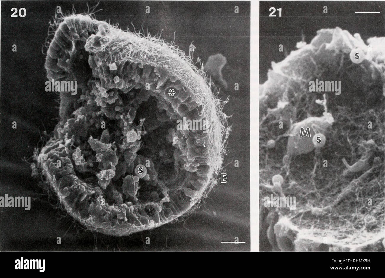 . Die biologische Bulletin. Biologie; Zoologie; Biologie
