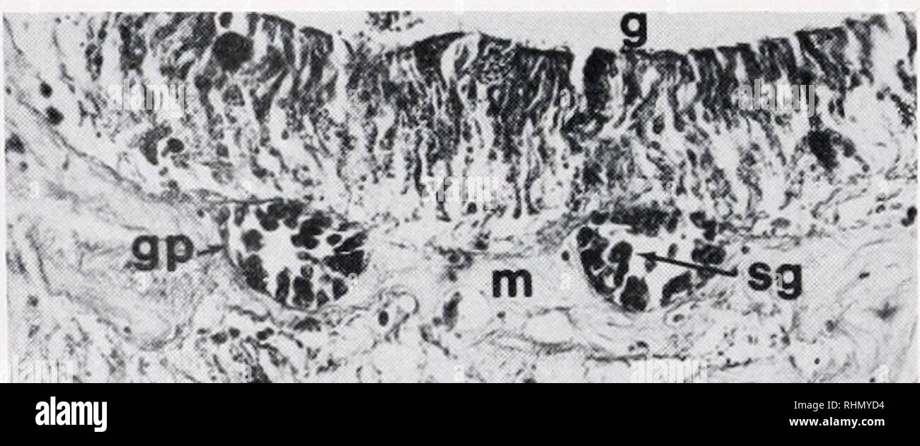 . Die biologische Bulletin. Biologie; Zoologie; Biologie; Meeresbiologie. 462 S.E. WEDI UND D. F. DUNN l&gt;'* rf" - Herr 3s *!* 1 1?^*^{&gt;. .. Vfy-" • £*. "S^si; M": -:^ UV-Sfer^^ Ich*" * "Ich-* •*'. frSa^l 35!-P**"'*A^r-'r&amp; riV^V%i"!^M" s, M,^^ Ich w |. Bitte beachten Sie, dass diese Bilder sind von der gescannten Seite Bilder, die digital für die Lesbarkeit verbessert haben mögen - Färbung und Aussehen dieser Abbildungen können nicht perfekt dem Original ähneln. extrahiert. Marine Biologische Laboratorium (Woods Hole, Massachusetts); Marine Biologische Laboratorium (Woods Hole, Massachusetts). Annua Stockfoto