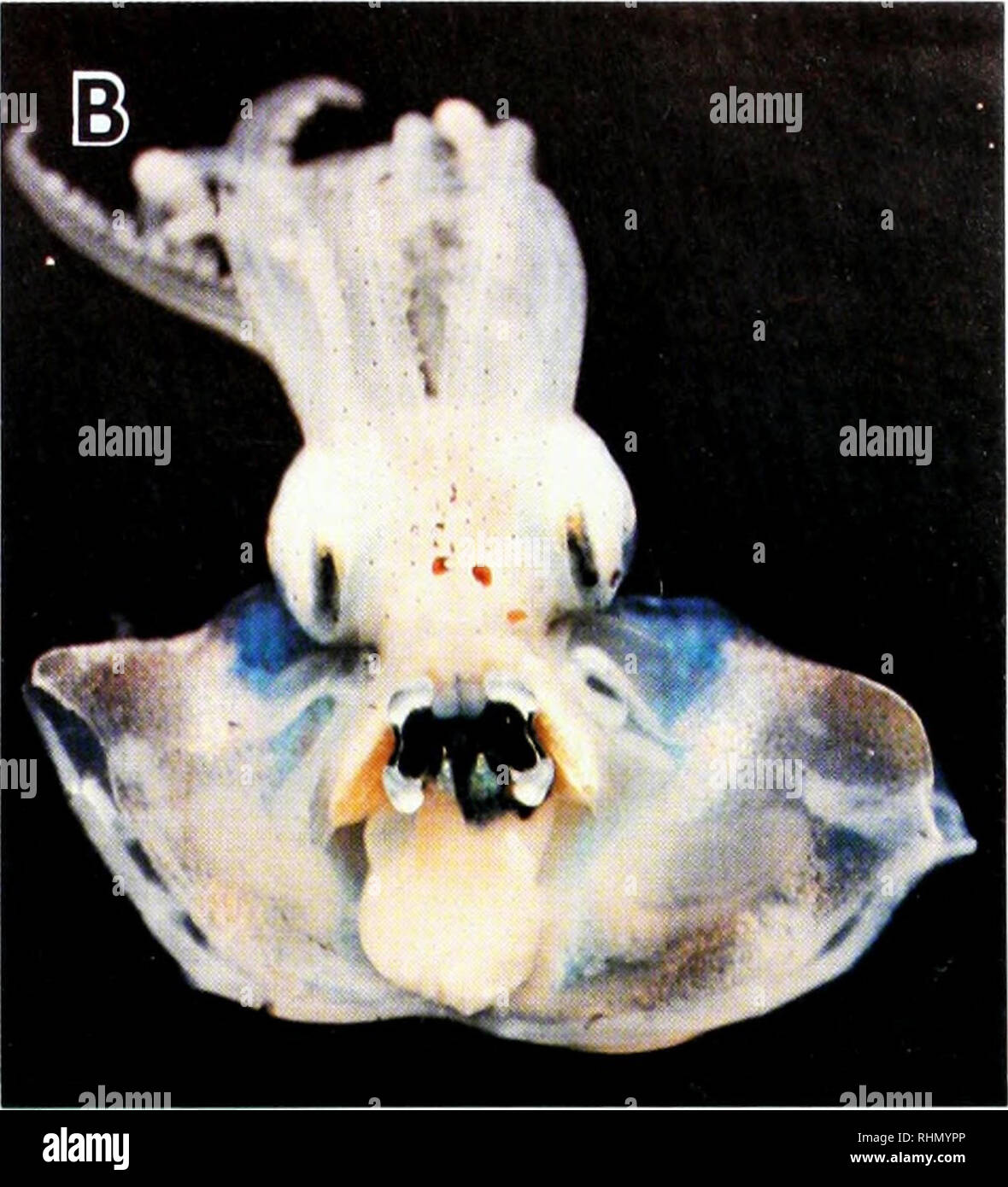 . Die biologische Bulletin. Biologie; Zoologie; Biologie; Meeresbiologie. Abbildung I. Euprymna.vcn/Iyv. v. A. Dorsalansicht der erwachsenen Muster (Mantel, Länge ca. 20 mm). B. in der ventralen Zerlegung der gleiche Probe Freilegen der Lichtorgel. Die Lichtorgel erscheint als Schwarz und Weiß nierenförmigen Lappen Überlagerung der Gelbe. licht Organe von kleinen und grossen Exemplare für entweder 60, 75 oder 90 min, oder für 6, 12 oder 18 Uhr. Zusätzlich prüften wir die Qualität der Ultrastrukturforschung Detail mit den fol- genden Haftcremes: 2,5% Glutaraldehyd in 0,1 M Natriumchlorid cacodylate Puffer mit Stockfoto