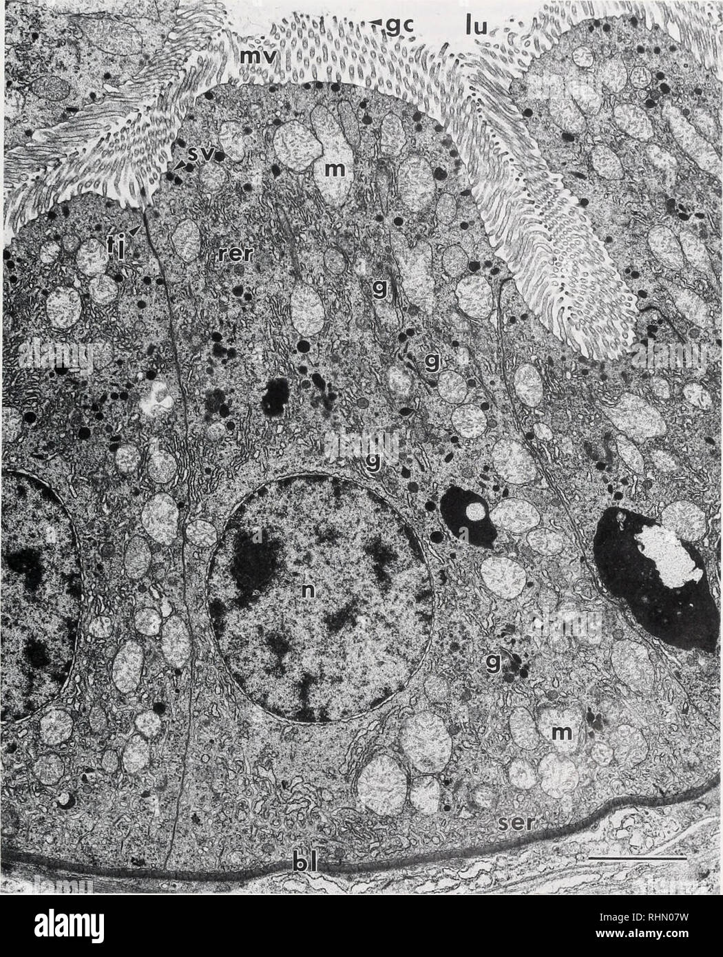 . Die biologische Bulletin. Biologie; Zoologie; Biologie; Meeresbiologie. V^teW es ^ / V' V1&gt;&gt; ly "".-^^ •&gt;^. Abbildung 6. Typische Epithel der Mitteldarm Amtsleitung in Pcnacux sclilimx. (Bl. basallamina: g, Golgi, GC, glycocaly. v. Lu, Lumen: m, mitochondrium: mv, mikrovilli: n, Nucleus: rer. Grobe cndoplasmic Reticulum: ser. glatten endoplasmatischen Retikulum; Sv. Sekretorische Vesikel; tj. tight junction). Maßstabsbalken zeigt 3. Bitte beachten Sie, dass diese Bilder aus gescannten Seite Bilder, die digital für die Lesbarkeit verbessert haben mögen - Färbung und Aussehen dieser Il extrahiert werden Stockfoto