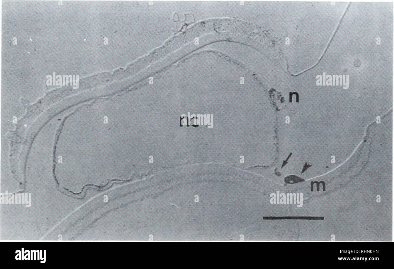 . Die biologische Bulletin. Biologie; Zoologie; Biologie; Meeresbiologie. GABA in OlKOPLEUR. - NERVENSYSTEM 123. Abbildung 9. Querschnitt durch den Schweif in der Nähe der Amtsleitung, frontale Ansicht. GABA - wie Immunoreaction können in einer neuromuskulären Terminal gesehen werden (Pfeilspitze! Und in den Nervenstrang (n). Dieser Abschnitt zeigt auch Färbung in einem Teil der Fasern zwischen dem nervenstrang und der Neuromuskulären Terminal (Pfeil), m, Muskel; nc, Chorda dorsalis. IGS-Methode. Differential Interferenz Kontrast. Bar = 2 (1j/m und Wisniowski, 1988). Unsere rinding, neuromuskulären Synapsen von O. dioica zeigen GABA - wie immunoreact Stockfoto