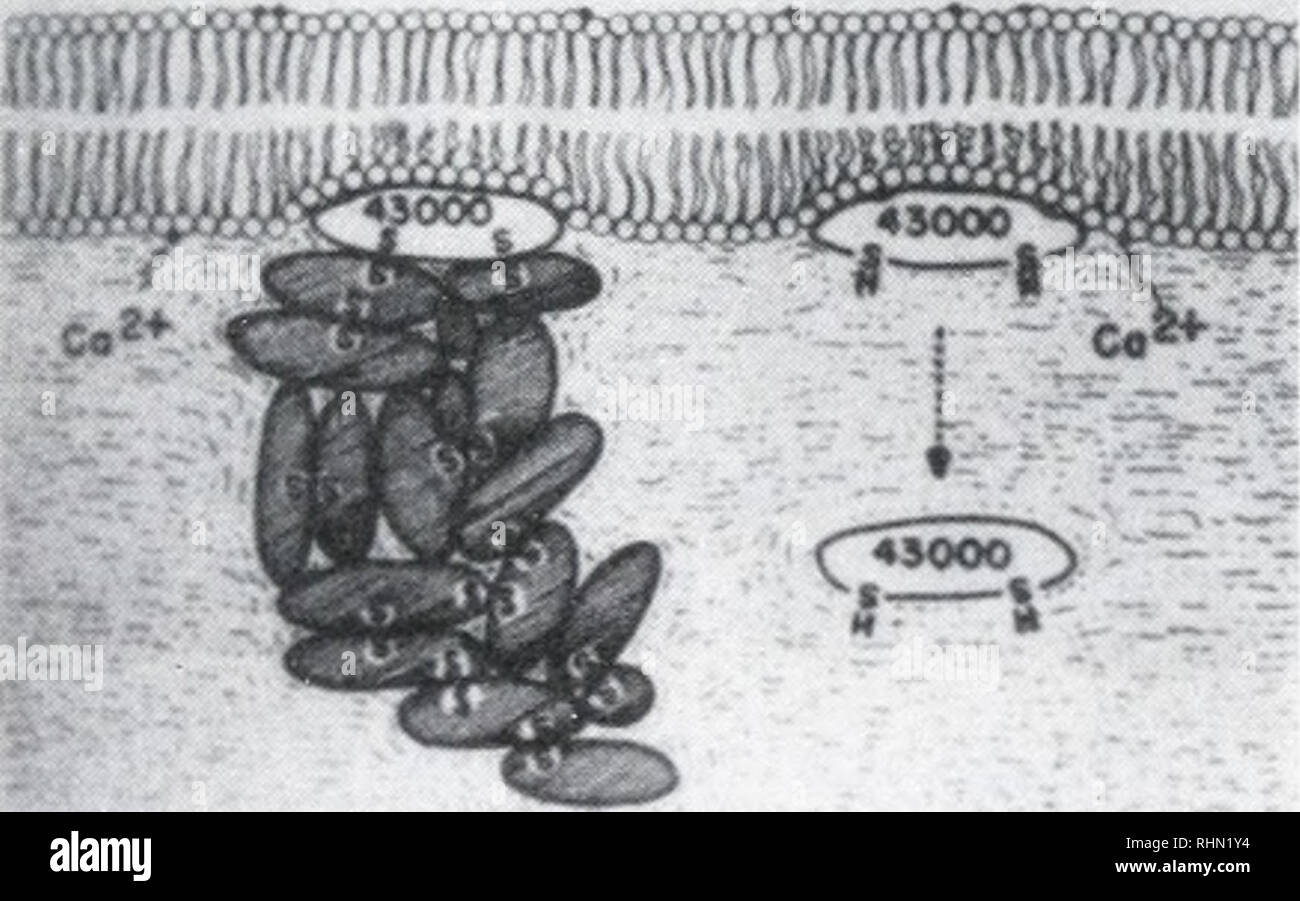 . Die biologische Bulletin. Biologie; Zoologie; Biologie; Meeresbiologie. B ABBILDUNG 11. Schaltpläne der Linse Fibre Zellmembranen. A. in der Vereinigung der in Wasser unlöslichen aber Harnstoff-lösliche Proteine mit der Faser Zellmembran, und eine Zusammenfassung der anderen assoziierten molekularen Arten (nach Broekhuyse, 1981). B. in der Assoziation der 43.000 Dalton wasserlösliches Protein, die mit dem Objektiv Fibre Zellmembran, und Aggregation von anderen löslichen crystallins auf die Membran über-SS Bonding (nach Spector et al., 1979).. Bitte beachten Sie, dass diese Bilder aus gescannten Seite Bilder, die digital verbesserte fo wurden extrahiert werden Stockfoto
