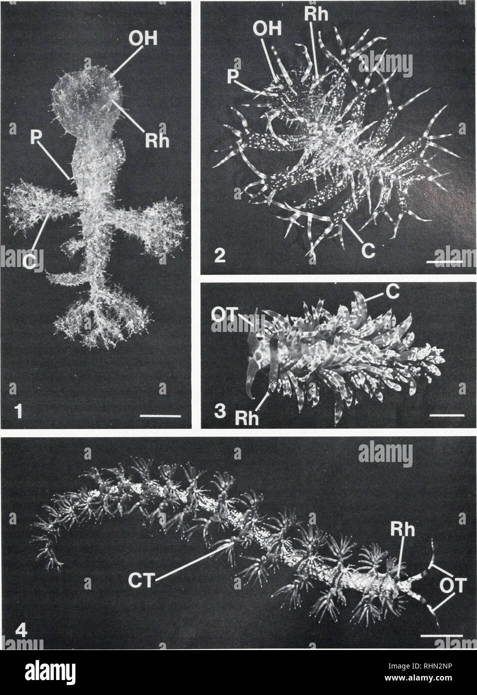 . Die biologische Bulletin. Biologie; Zoologie; Biologie; Meeresbiologie. ZOOXANTHELLA Symbiose in der NACKTSCHNECKEN 113. Abbildung 1. Nach Melibe pilosa (mindestens 3 cerata Fehlen). C-ceras, OH - mündliche Haube. P-papille, Rechts - rhinophore. Bar  1,0 cm. Abbildung 2. Nicht identifizierte, Erwachsener, melibe Arten. C-ceras, OH - mündliche Haube, P-papille, Rechts - rhinophore. Bar - 1,0 cm. Abbildung 3. Nach Berghia Major. C-ceras, OT - mündliche Tentakel, Rechts - rhinophore. Bar  1,0 cm. Abbildung 4. Nach Pteraeolidea ianlhina. CT-ceratal Büschel, OT - mündliche Tentakel, Rechts - rhinophore. Bar  1,0 cm.. Bitte beachten Sie, dass diese Bilder aus gescannten Pag extrahiert werden Stockfoto