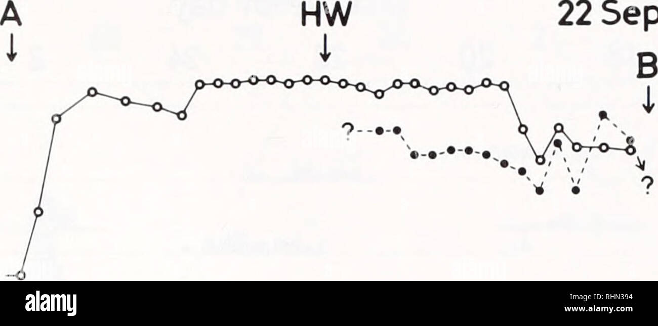 . Die biologische Bulletin. Biologie; Zoologie; Biologie; Meeresbiologie. Gezeiten TIMING IN DER EIER AUSBRÜTEN RHYTHMUS 375 40 n 30 20 - 10 0 22 Sept. 1981. 14 16 18 20 22 0 30 - 20 - 10 - 0. Bitte beachten Sie, dass diese Bilder sind von der gescannten Seite Bilder, die digital für die Lesbarkeit verbessert haben mögen - Färbung und Aussehen dieser Abbildungen können nicht perfekt dem Original ähneln. extrahiert. Marine Biologische Laboratorium (Woods Hole, Massachusetts); Marine Biologische Laboratorium (Woods Hole, Massachusetts). Jahresbericht 1907/1908-1962; Lillie, Frank Rattray, 1870-1947; Moore, Carl Richard, 1892 -; Redfield, Alf Stockfoto