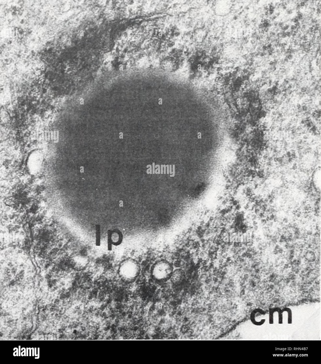 Die Biologische Bulletin Biologie Zoologie Biologie Meeresbiologie F M Abbildung 6 Teil Eines Monozyten Makrophagen Zelle Das Zytoplasma Enthalt Halo Granulat Erscheinen Wie Azurophilic Pfeile Mitochondrien M Mikrotubuli Mt