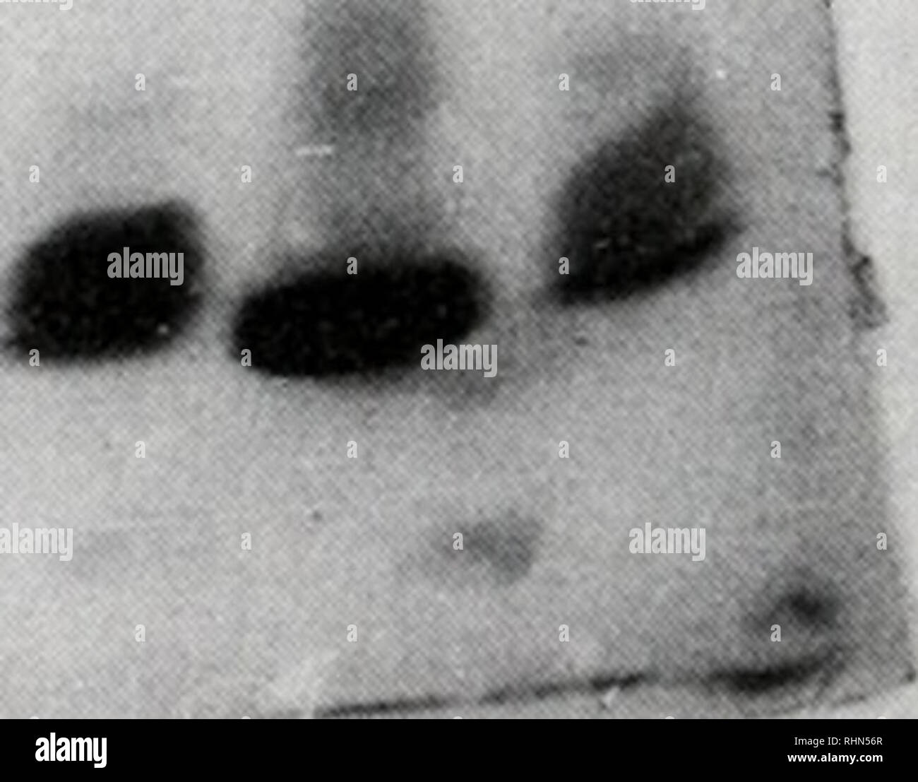 . Die biologische Bulletin. Biologie; Zoologie; Biologie; Meeresbiologie. Abbildung 2. Effekte von Inhibitoren auf electrophoretical Muster der Hemolymph von Jasus lalendei auf Acrylamid gradient Gele (4-30%). (A) Von links nach rechts Muster von Plasmen mit propanolol, PMSF Propanol, PMSF H2O, NEM, Natriumcitrat, und Serum, (b) Von rechts Muster von Serum links, dann Proben mit konzentrierter und verdünnter GME, trypsin Inhibitor, DC, Triton, und Nem. (C) von der rechten Muster von Plasmen mit DC, PMSF Propanol, PMSF H2O links, verdünnten GME, konzentrierte GME, NEM, und Serum, (d) Von r Links Stockfoto