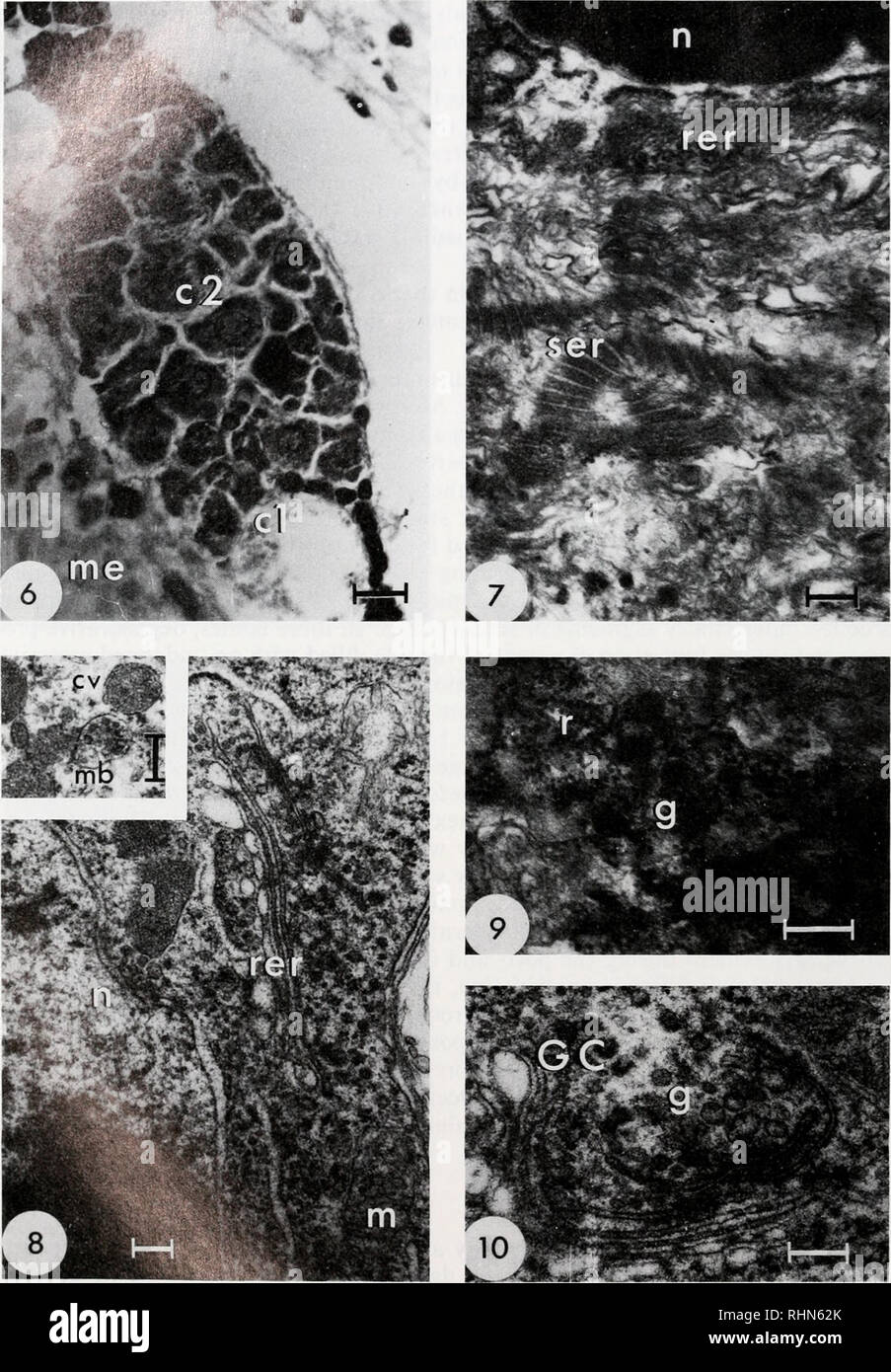. Die biologische Bulletin. Biologie; Zoologie; Biologie; Meeresbiologie. 18 BELLON - HUMBERT ET AL.. Abbildung 6. Längsschnitt der MEX Orgel in der Lichtmikroskopie, zeigt die neurosecretory Zellengruppe (Lügen gegen die Medulla externa (me)) mit seinen zwei Arten von Zellen: C1, mit dunklen und unregelmäßigen Kerne; C2, mit klaren und runden Kernen. Maßstabsbalken ist gleich 25 Mm. Abbildung 7. Ultra-dünne Abschnitt vom Typ 1 neurosecretory Zelle mit Zellkern (n), Rau (rer) und Glatt (Ser) endoplasmatischen Retikulum. Maßstabsbalken ist gleich 0,25 ^m.. Bitte beachten Sie, dass diese Bilder aus gescannten Seite Bilder, m extrahiert werden Stockfoto