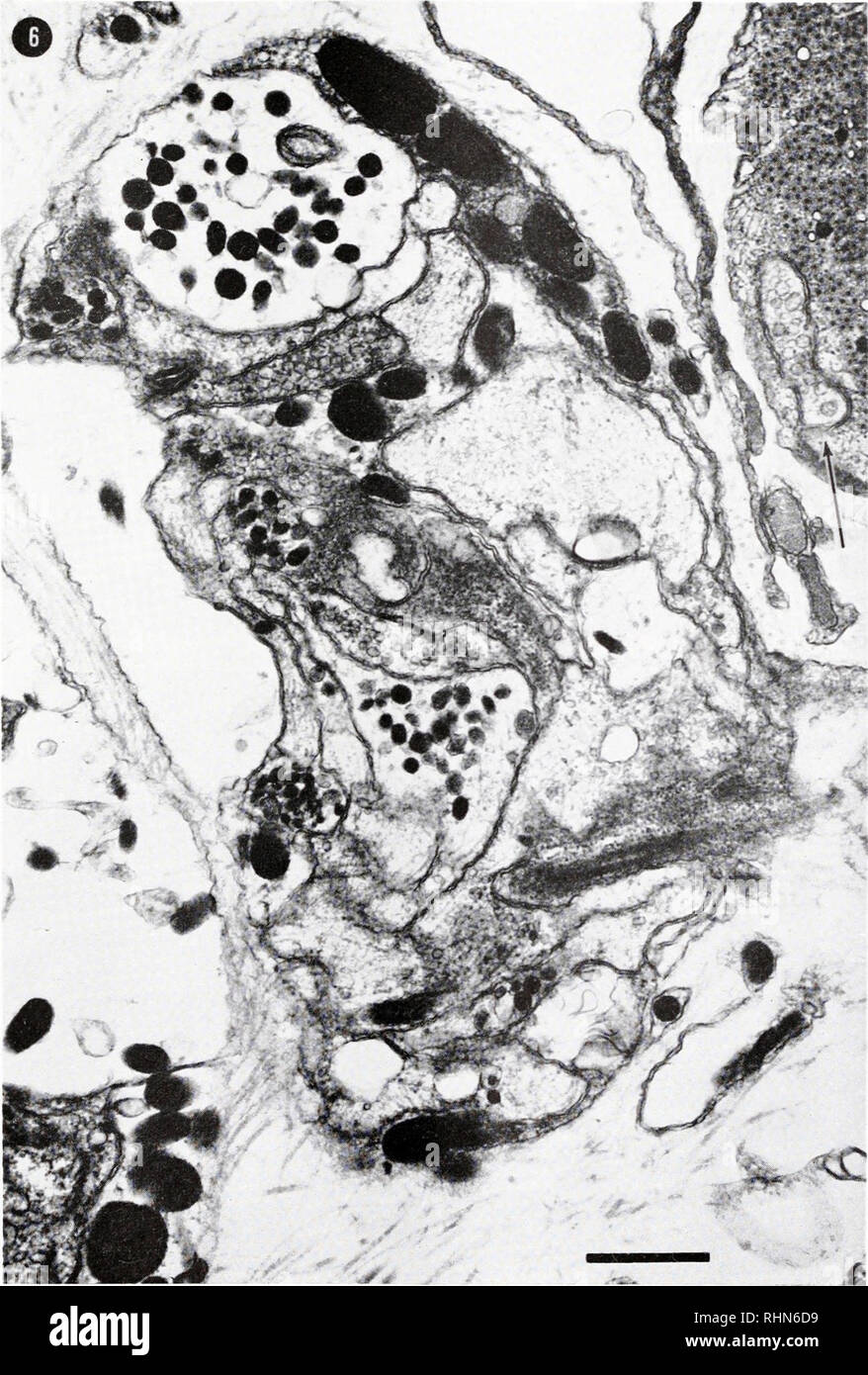 . Die biologische Bulletin. Biologie; Zoologie; Biologie; Meeresbiologie. INNERVATION RADULAR WINKELMESSER MUSKEL 377. Abbildung 6. Viele der Axone in diesem kleinen Nerv trunk enthalten einheitliche Populationen von synaptischen Vesikeln. Ein Nerv Ende (Pfeil) durch einen Prozess der Muskelzelle umgeben ist; Maßstab - 1,0 Mikron.. Bitte beachten Sie, dass diese Bilder sind von der gescannten Seite Bilder, die digital für die Lesbarkeit verbessert haben mögen - Färbung und Aussehen dieser Abbildungen können nicht perfekt dem Original ähneln. extrahiert. Marine Biologische Laboratorium (Woods Hole, Massachusetts); Marine Biologische Stockfoto