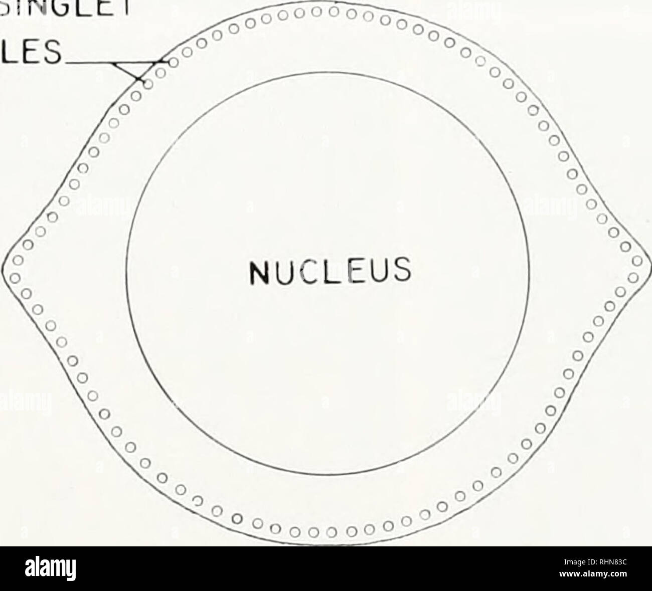 . Die biologische Bulletin. Biologie; Zoologie; Biologie