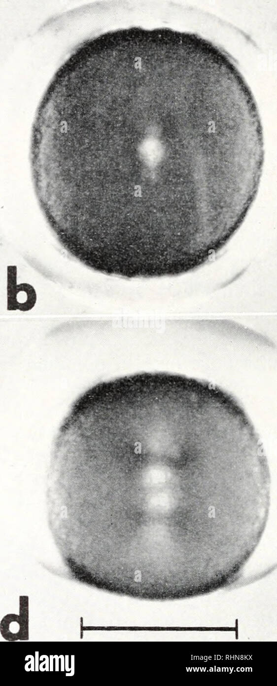 . Die biologische Bulletin. Biologie; Zoologie; Biologie; Meeresbiologie. Siiiiil^^^. ^* ABBILDUNG 1. Eier in der metaphase in TV-spezifischen Umgebungstemperaturen gewachsen und auf 20°C übertragen, (a) - Zelle befruchtet und bei 0°C gestiegen, retardierung = 1Nm; (b) - gleich wie (a), aber auf 20°C bei metaphase gebracht, retardierung = 2,5 Nm; (c) Zelle befruchtet und bei 8°C, retardierung = 2,7 Nm gewachsen; (d) - gleich wie (c) aber auf 20°C bei metaphase gebracht, retardierung = 4,5 Nm scale=100/*. Bei 8°C der mitotischen Spindel in vivo wurde der normalen amphiastral Art, Messen 30 //. von Pol zu Pol, und ein metaphas Stockfoto