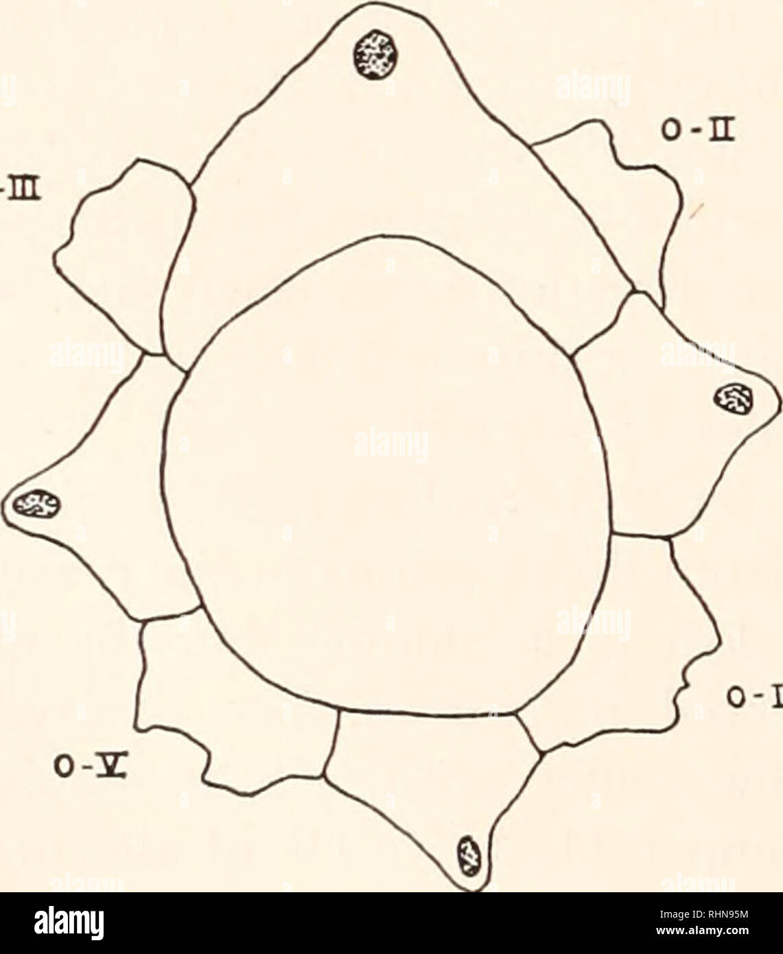 . Die biologische Bulletin. Biologie; Zoologie; Biologie; Meeresbiologie. 620 DAVID M. RAUP UND EMERY F. SWAN TABELLE I Exemplare von strongylocentrotus in Kristallographischen Analyse Serie Erfassungsdatum verwendet Sammeln Ort tiefe Anzahl Arten Morphologie Y-l 28 Juni 29, 1957, "Die sofort startbereit, "Cape Neddick, York, Maine intertidal 242 244 253 drobachiensis drobachiensis drobachiensis normalen Situs inversus Situs inversus 279 drobachiensis normal 563 drobachiensis tetramerous E-l August 17, 1958 Edmunds, Maine intertidal 57 drobachiensis tetramerous f-2 Ju!y 6-21, 1959 zwischen der Cantilever Pie Stockfoto