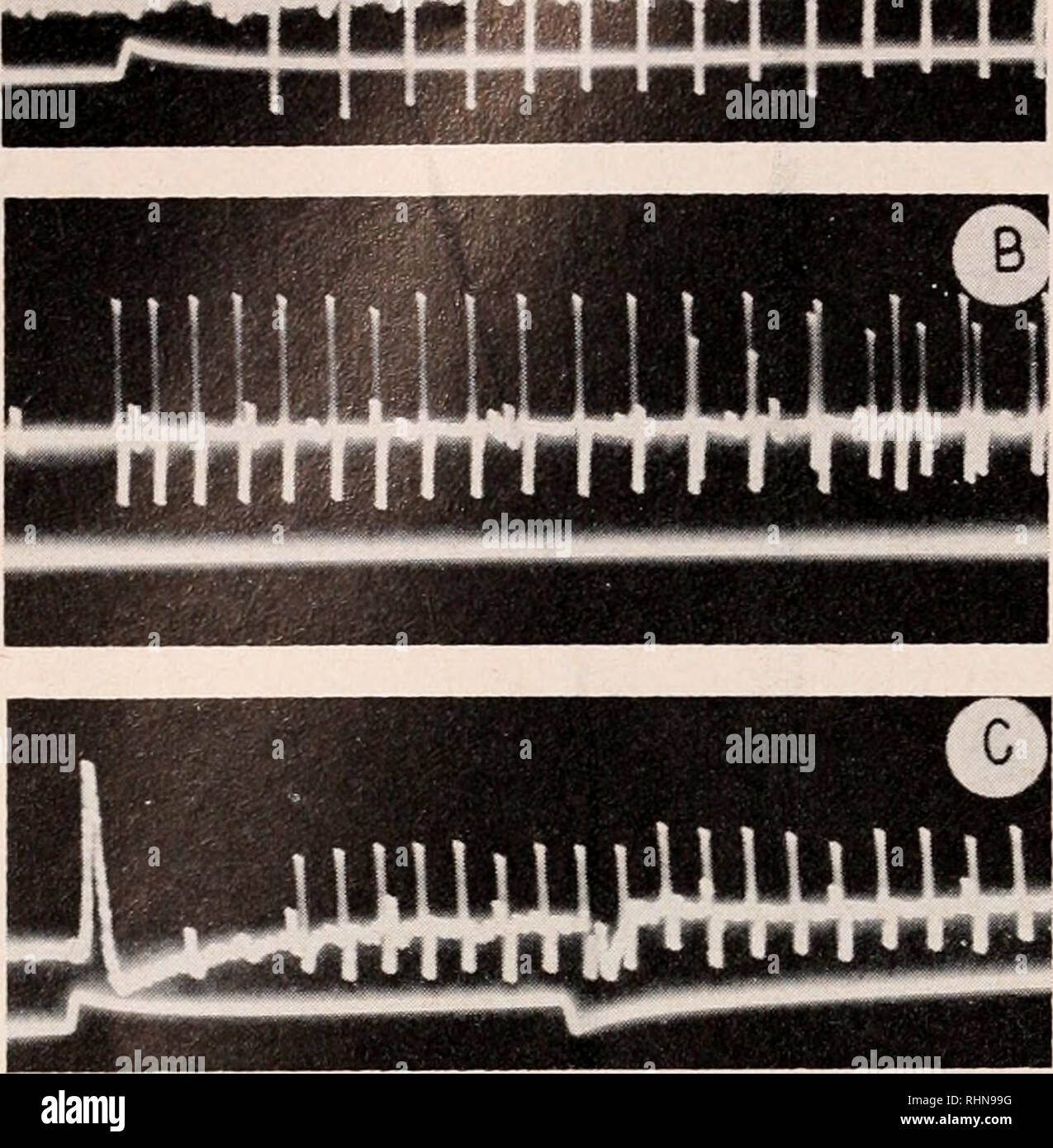 . Die biologische Bulletin. Biologie; Zoologie; Biologie; Meeresbiologie. "• • £* • • • • • • • • • •. Abbildung 10. Balanus cbunicus. Große-fiber-Aktivität von nervenbahn mit den preganglionically ocellar Nerv aufgezeichnet. Eine, Die "Auf" Antwort. Hinweis lange Latenz. B, spontane Tätigkeit im Dunkeln. C, einem Anderen" auf "Antwort mit langen Latenzzeit und Ausstellen der Ausfall auf Aus zu stoppen." Anmerkung Elemente der ERG auf "on" und "off". Es scheint wahrscheinlich, dass diese Faser in einigen anderen noch unbekannten sensorisches System beteiligt ist. Diskussion Trotz der Unterschiede Stockfoto