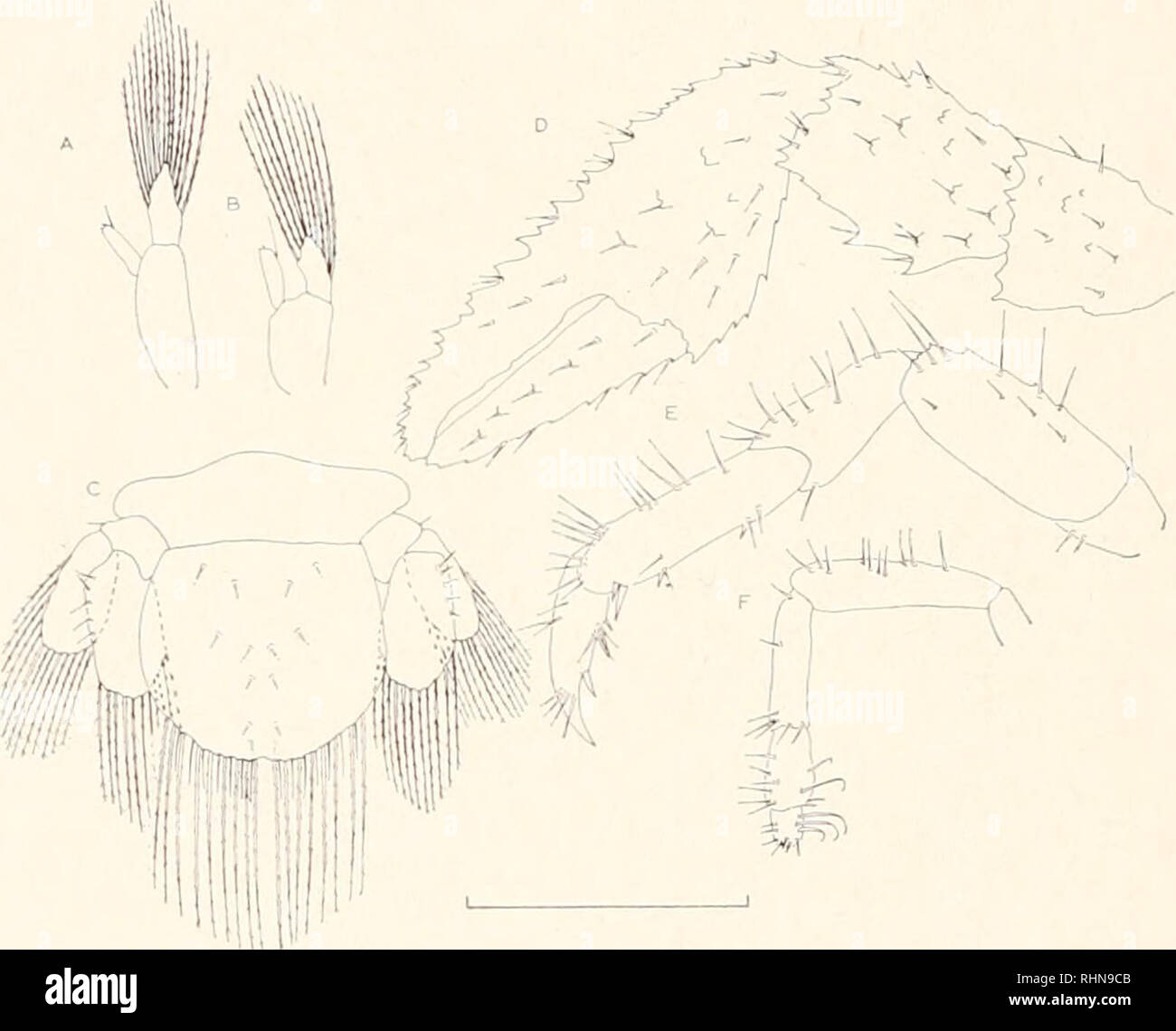 . Die biologische Bulletin. Biologie; Zoologie; Biologie; Meeresbiologie. Abbildung 5. Pachycheles fmbcsccns Holmes: Glaucothoe und glaucothoe motorischen Anhängen - Alter; A, Erste pleopod; B, Vierte, Telson pleopod; C; D; E cheliped, wandern Bein; F, fünfte periopod. Maßstab Linien gleich 0,5 mm. Antenne (Abb. 4B). Die endopodite hat sich in relative Länge und endet in einem kleinen Zahn und ein Haar erhöht. Die exopodite hat verloren die Haken am inneren Rand. Kiefer (Abb. 4C). Die Kiefer jetzt besitzen eine rudimentäre palp. Ma. villnlc (Abb. 4D). Die endopodite ist unverändert. Die basale endite Bären 5 l Stockfoto
