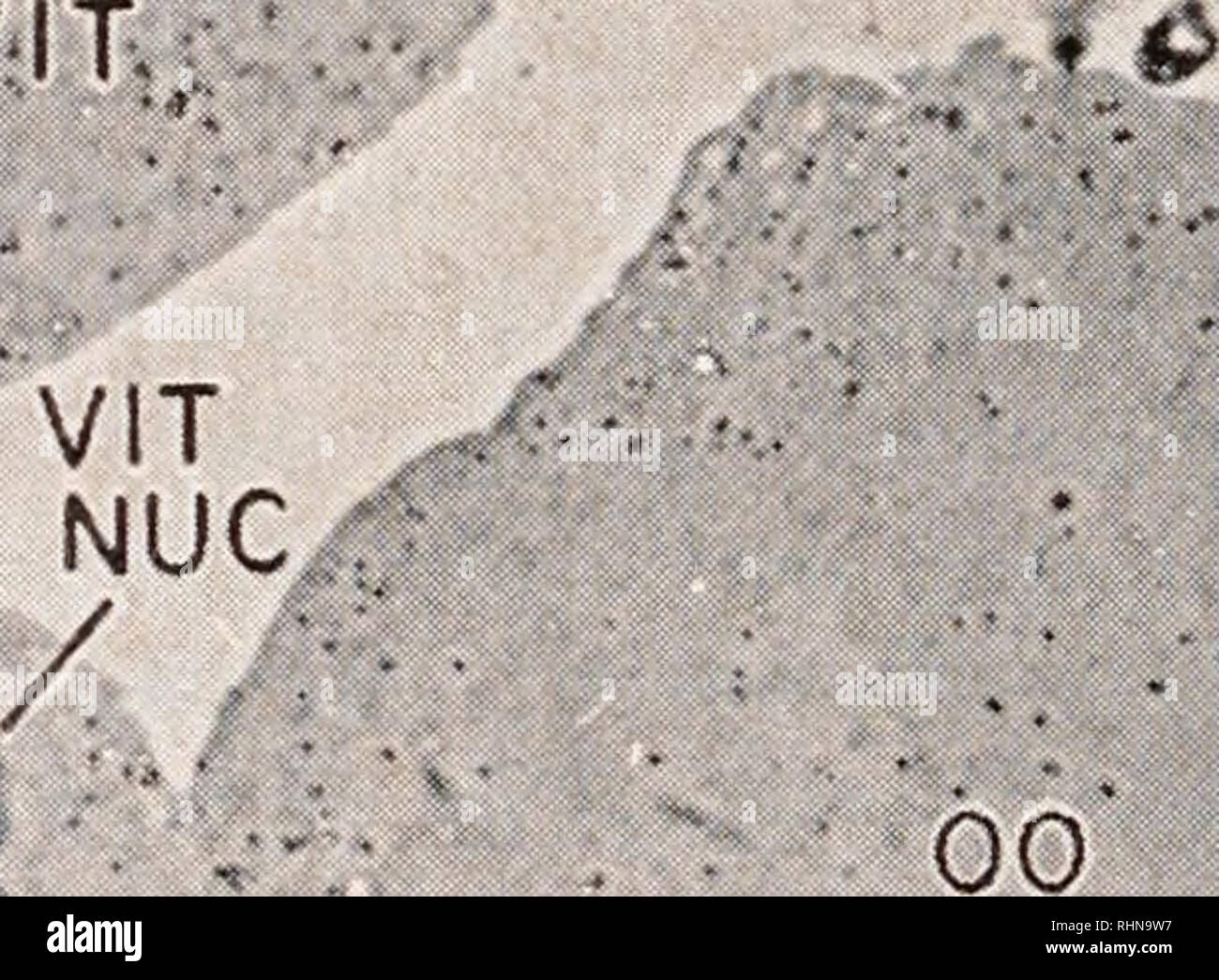 . Die biologische Bulletin. Biologie; Zoologie; Biologie; Meeresbiologie. * 3 FiGfKE 1. AspluiicJina Embryonen in vitro mit H3-thymidin für 1,5 Stunden; OsO 4 Fixierung, 0,5-µm-methacrylat, autoradiograph 21 Tage ausgesetzt. In mitotische Phase Embryonen (1-3). Alle Kerne sind stark gekennzeichnet; im Übergang Embryo (4), einige Kerne sind nicht beschriftet, während die post-mitotische Embryonen (5 und 6), nur wenige vitellarium Kerne beschriftet sind. Abbildung 2. Vitellarium der reife weibliche Bezeichnung/;;;;;;;; riro für 41 Stunden; Glutaraldehyd und OsO * Fixierung, 2-µm-methacrylat Abschnitt, 14 Tage ausgesetzt. Immat Stockfoto