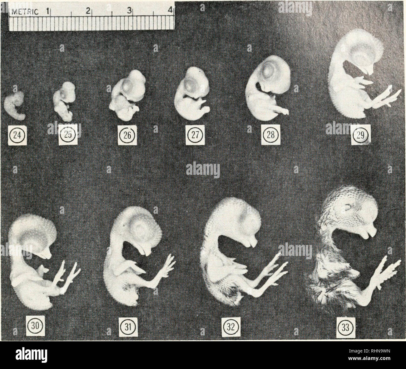 . Die biologische Bulletin. Biologie; Zoologie; Biologie; Meeresbiologie. Phasen des BOB-WEISSE WACHTEL EMBRYO 525. Alle Nummern in den folgenden Platten finden Sie in der entsprechenden Stufe Nummern im Text. Siehe die Beschreibung der einzelnen Phasen für eine vollständige Erläuterung der Zahlen. Platte 1 Stufen 24-33 2. Viszerale Bögen: Fast identisch zu vergleichbaren Phase der Küken. Zweiten bogen Überschneidungen dritten Arch und Teil der vierten Bogen vhich undeutlich ist. Dritte und vierte viszeralen Klüfte sichtbar, aber unauffällig. 3. Olfaktorische Gruben sichtbar. Stufe 25 (Ca. 6 Tage) (Stufen 25 und 26, Küken) 1. Stockfoto