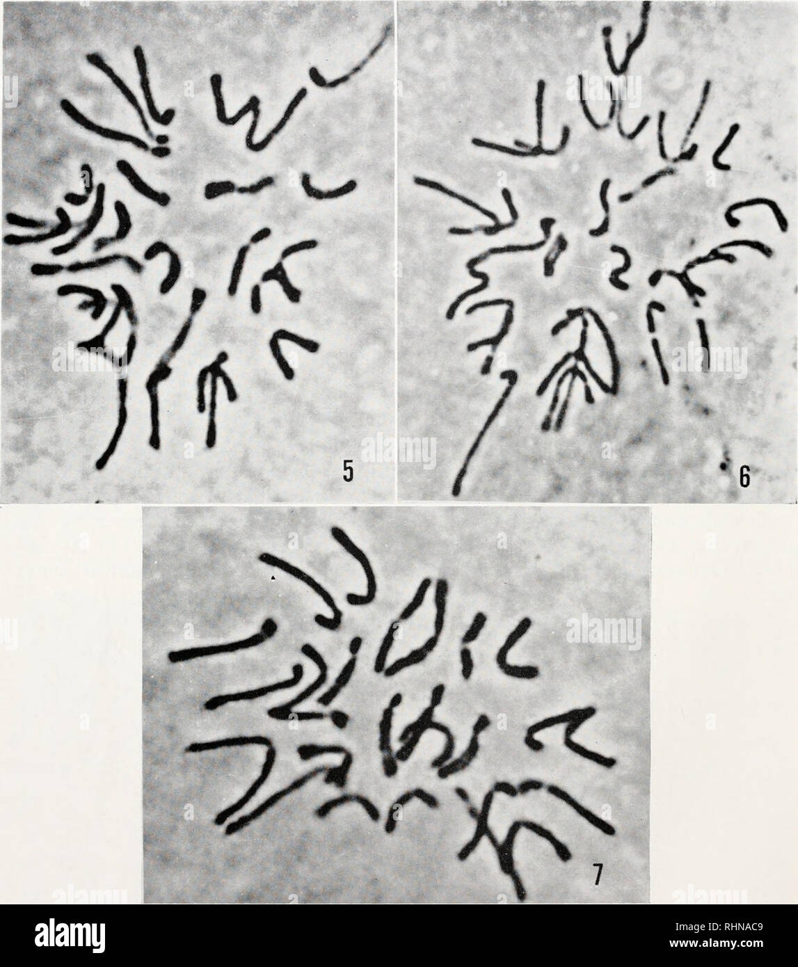 . Die biologische Bulletin. Biologie; Zoologie; Biologie; Meeresbiologie. MUZAMMIL AHMKL) AXJ) ALBERT K. FUNKEN. Abbildung 5. Polar View von 28 mitotischen Metaphase Chromosomen von M. cdulis, X1512, Phasenkontrast. Abbildung 6. Polar View von 28 mitotischen Metaphase Chromosomen von M. califoniiauus, X1512, Phasenkontrast. Abbildung 7. Aneuploid mitotischen Platte von M. cdulis mit 26 Chromosomen, X 1920, Phasenkontrast. Camera lucida Zeichnungen der meiotischen bivalents von M. bearbeiten Uns von Humboldt Bay und M. californitnn/s von Cape Flattery sind in den Abbildungen 8 und 9 dargestellt. In diesen, bivalents wurden acc angeordnet Stockfoto
