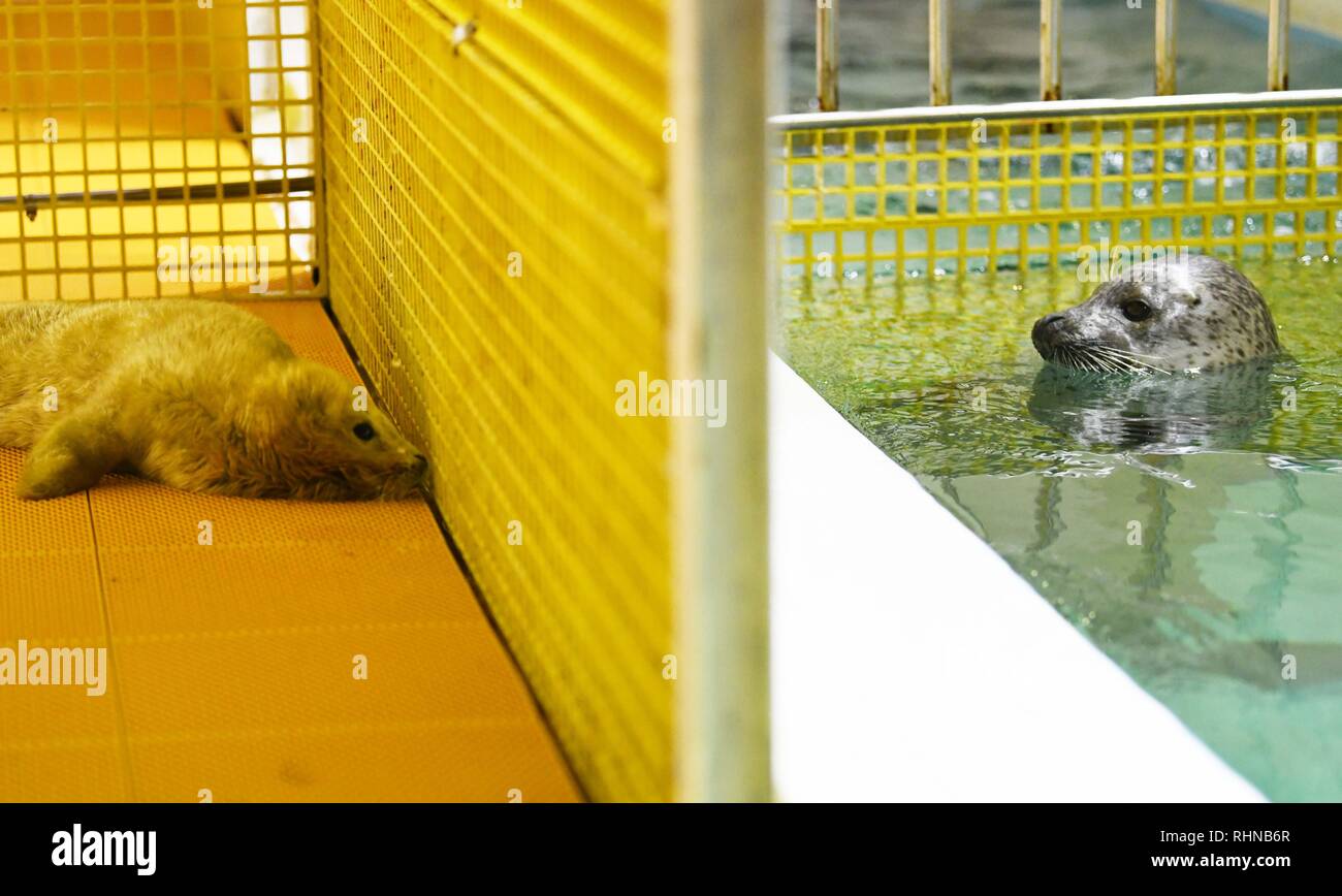 Harbin, China. 3 Feb, 2019. Foto auf Feb 3, 2019 zeigt eine 15-jährige Mutter Dichtung (R) und Ihr Seal cub am Samstag in Harbin, China Polarland in Harbin, China, die Hauptstadt der Provinz Heilongjiang im Nordosten Chinas geboren. Credit: Wang Jianwei/Xinhua/Alamy leben Nachrichten Stockfoto