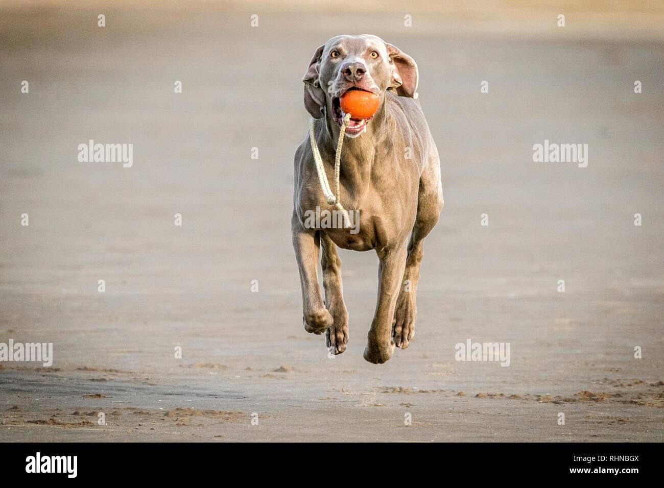 Southport, Merseyside, UK. 3. Februar 2019. Weimaraner zu spielen. Kobi, einem schönen fünf Jahre alte Weimaraner, spielt mit seinem Liebling Seil Kugel entlang den Ufern von Southport Strand in Merseyside. Der Weimaraner ist ein großer Hund, der ursprünglich für die Jagd im frühen 19. Jahrhundert gezüchtet wurde. Frühe Weimaraners wurden von Lizenzgebühren für die Jagd auf große Spiel wie Wildschweine, Bären und Hirsche verwendet. Credit: cernan Elias/Alamy leben Nachrichten Stockfoto