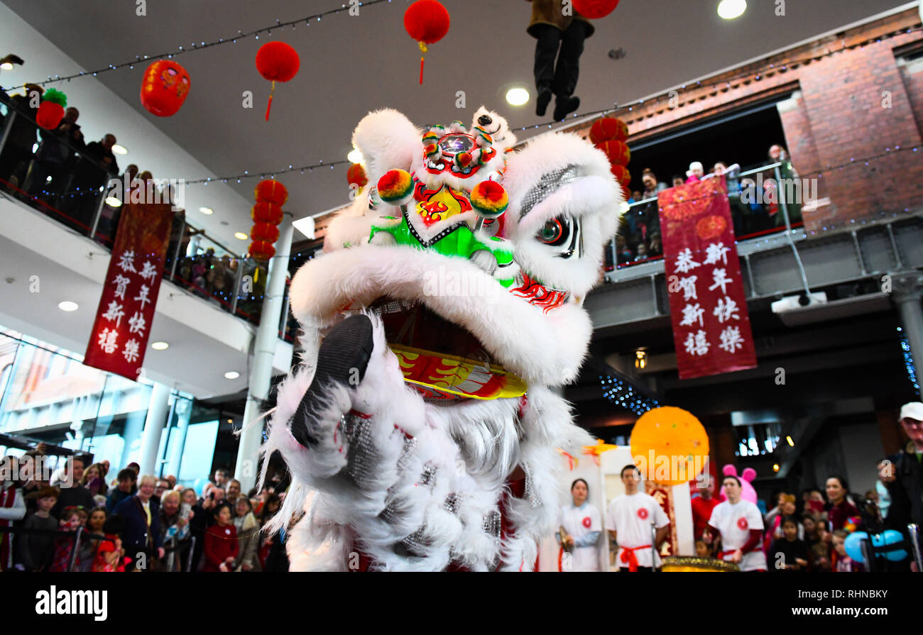 Swansea, Wales, UK. 3 Feb, 2019. Das chinesische Neujahrsfest am National Waterfront Museum in Swansea, Wales statt, das Jahr des Schweins, in Partnerschaft mit den Chinesischen in Wales Verbindung gehalten wurde. Abgebildet ist ein traditioneller Tanz Löwe, gehalten, um das Ereignis zu öffnen. Robert Melen/Alamy Leben Nachrichten. Stockfoto