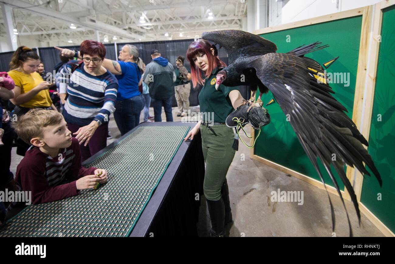 Toronto, Kanada. 3 Feb, 2019. Besucher betrachten ein truthahngeier während der 2019 Wildlife Festival in Toronto, Canada, Jan. 3, 2019. Mit Papageien, Riesenschlangen, Geier, Faultiere und vieles mehr, ist dieses Festival von Samstag bis Sonntag bietet mehr als 40 lebende Tier Exponate für die Besucher über die Rettung und Erhaltung zu erfahren. Credit: Zou Zheng/Xinhua/Alamy leben Nachrichten Stockfoto