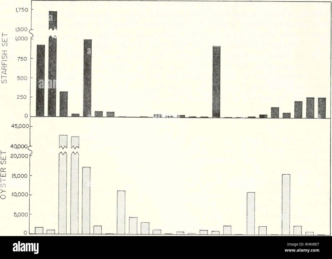 . Die biologische Bulletin. Biologie; Zoologie; Biologie; Meeresbiologie. Einstellung von STARFISH 437 1.750 -. 1937 '38 '39 '40 '41 '42 '43 '44 '45 '46 '47 '48 '49 '50 '51 '52 '53 '54 '55 '56 '57 '58 '59 '60 '61 JAHR ABBILDUNG 8. Durchschnittliche Anzahl von Auster und Seesterne pro Station in verschiedenen Jahren auf 100 Oyster shell-Flächen eingestellt. Long Island Sound, 1937-1961. Loosanoff ct-Al. (1955) haben gezeigt, daß während der 18 Jahre, 1937-1954. keine eindeutige Beziehung zwischen der Intensität der Seesterne und Oyster Einstellung in Long Island Sound gefunden wurde. Nach Durchführung dieser Studien für weitere sieben Stockfoto
