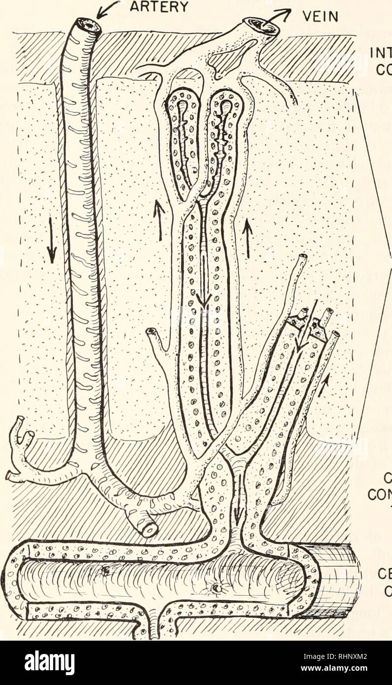 . Die biologische Bulletin. Biologie; Zoologie; Biologie; Meeresbiologie. Salz DRÜSE DER MÖWE 169 Arterie, Vene. INTERLOBULAR BINDEGEWEBE sekretorischen Tubuli ZENTRALE BINDEGEWEBE ZENTRALEN KANAL ABBILDUNG 9. Diagramm der Zirkulation, die die entgegengesetzte Richtungen der Strömung in der stopfbuchse Tubuli und in den Kapillaren. Die Tubuli Filiale wiederholt, aber der Einfachheit halber nur tvo Verzweigungen sind abgebildet. C-55/01 histologische Untersuchungen der Salz Drüsen von Pelican (Pclecanus*), Kormoran (Phalacrocora. v), eider Duck (Somateria), petrel (Occanodroma), usw. In diesen Vögeln die Drüsen haben Ess Stockfoto
