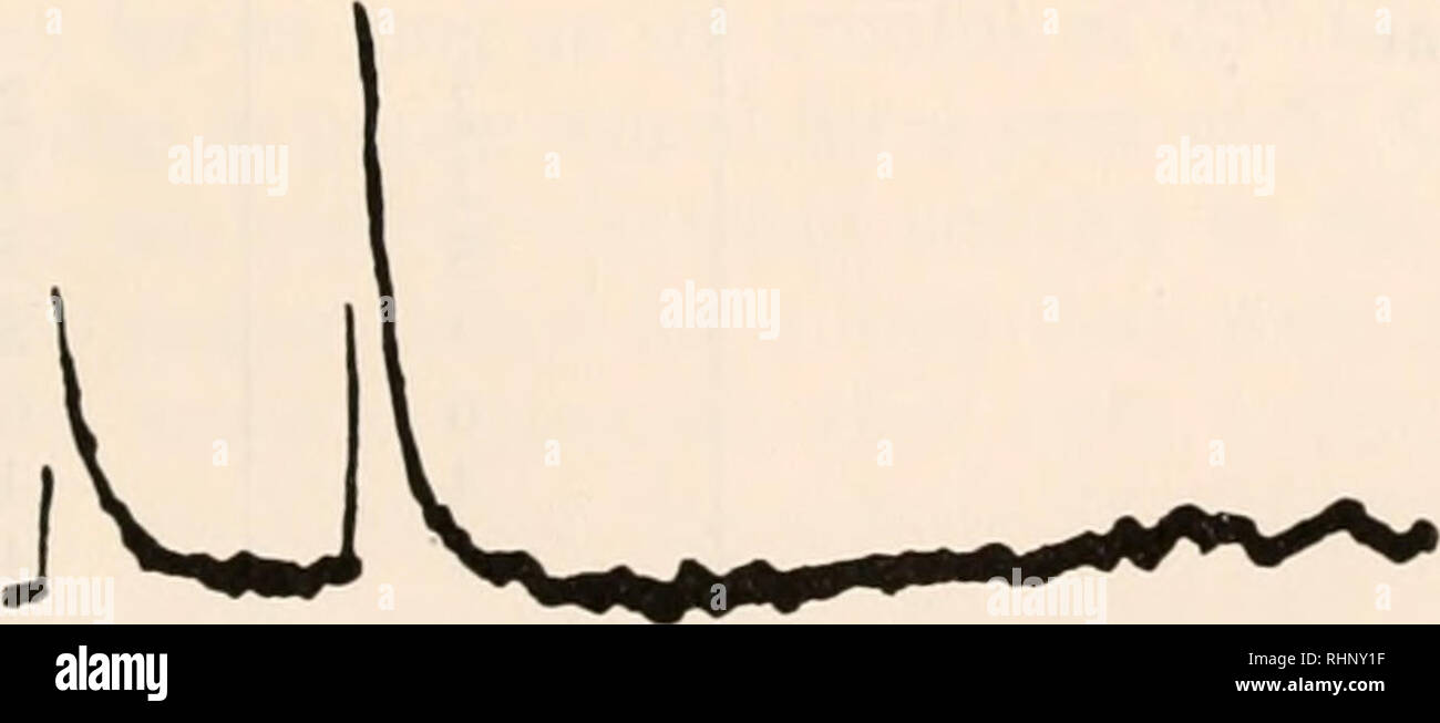 . Die biologische Bulletin. Biologie; Zoologie; Biologie; Meeresbiologie. 500 10 msec. mv 10 m sec ABBILDUNG 1. Die elektrische Aktivität im Gehirn eines Erwachsenen. Die obere Platte war mit einem feinen Injektionsnadel aus rostfreiem Stahl als aktive Elektroden in das Gehirn gesteckt und zeigt die addierten Potentiale aus vielen aktiven Neuronen. Die Elektrode für die untere Platte war ein Indium - gefüllte Micro-Pipette mit einer Spitze mit einem Durchmesser von ca. 3 µm. Die aktionspotenziale von zwei einzelnen Neuronen werden gezeigt.. Bitte beachten Sie, dass diese Bilder aus gescannten Seite Bilder, Biene haben können extrahiert werden Stockfoto